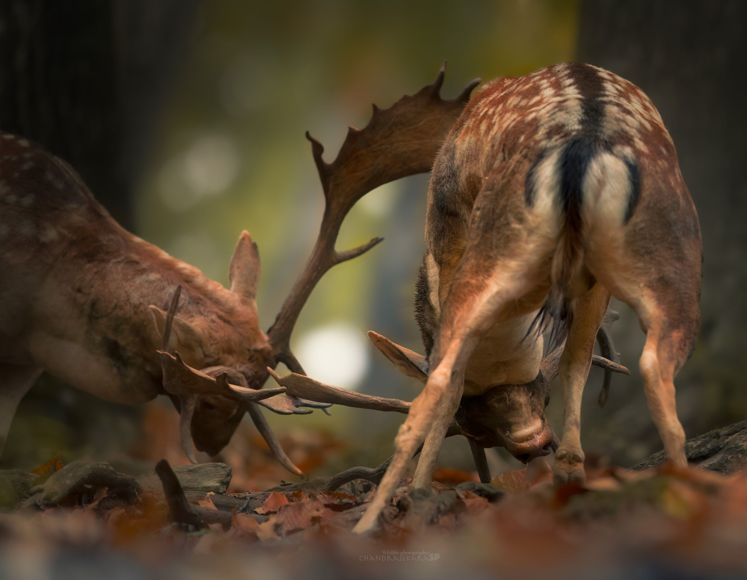 Fallow deer fighting