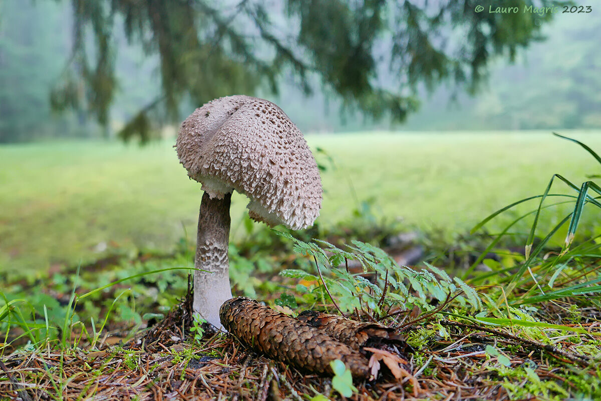 Macrolepiota rachodes