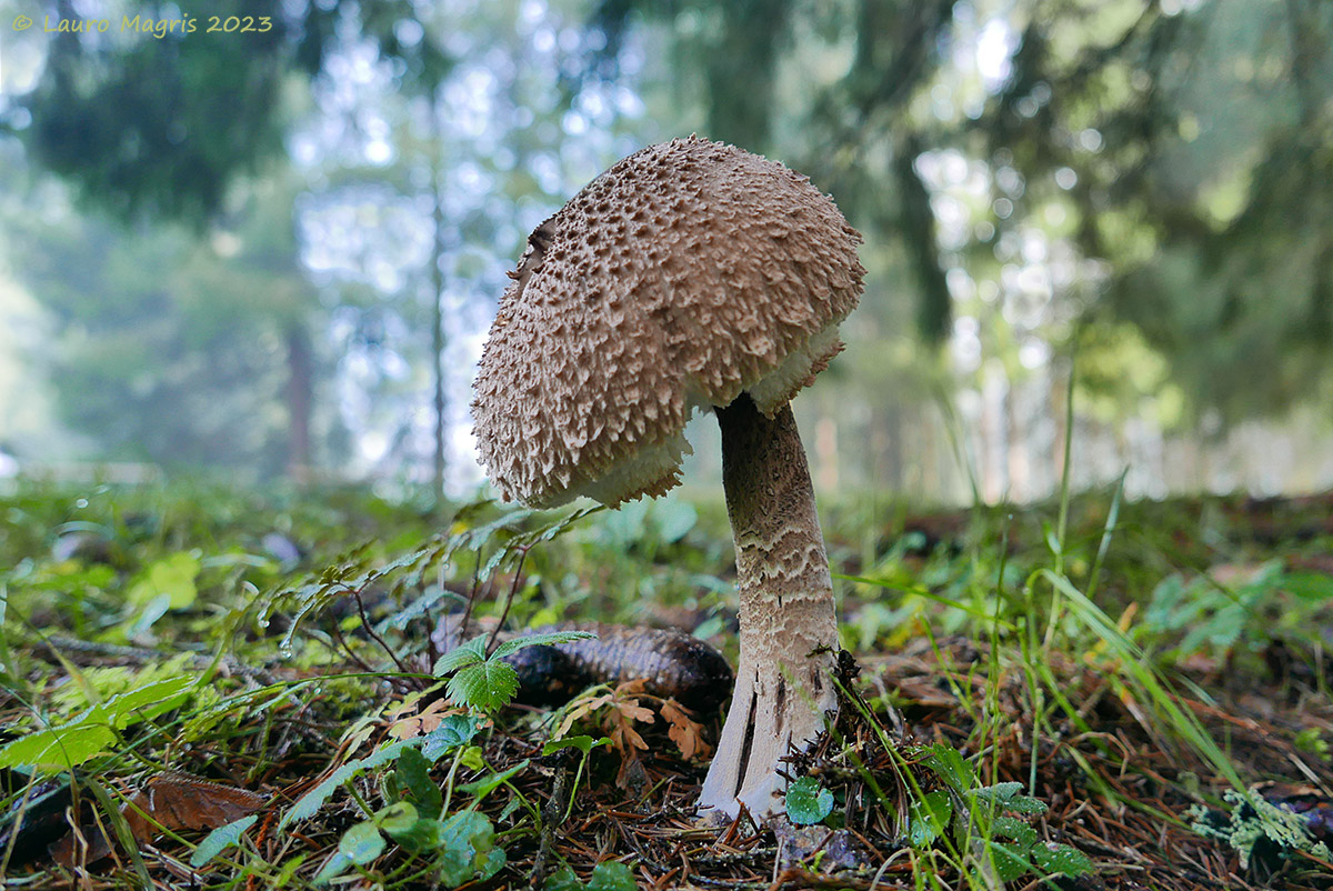 Macrolepiota procera
