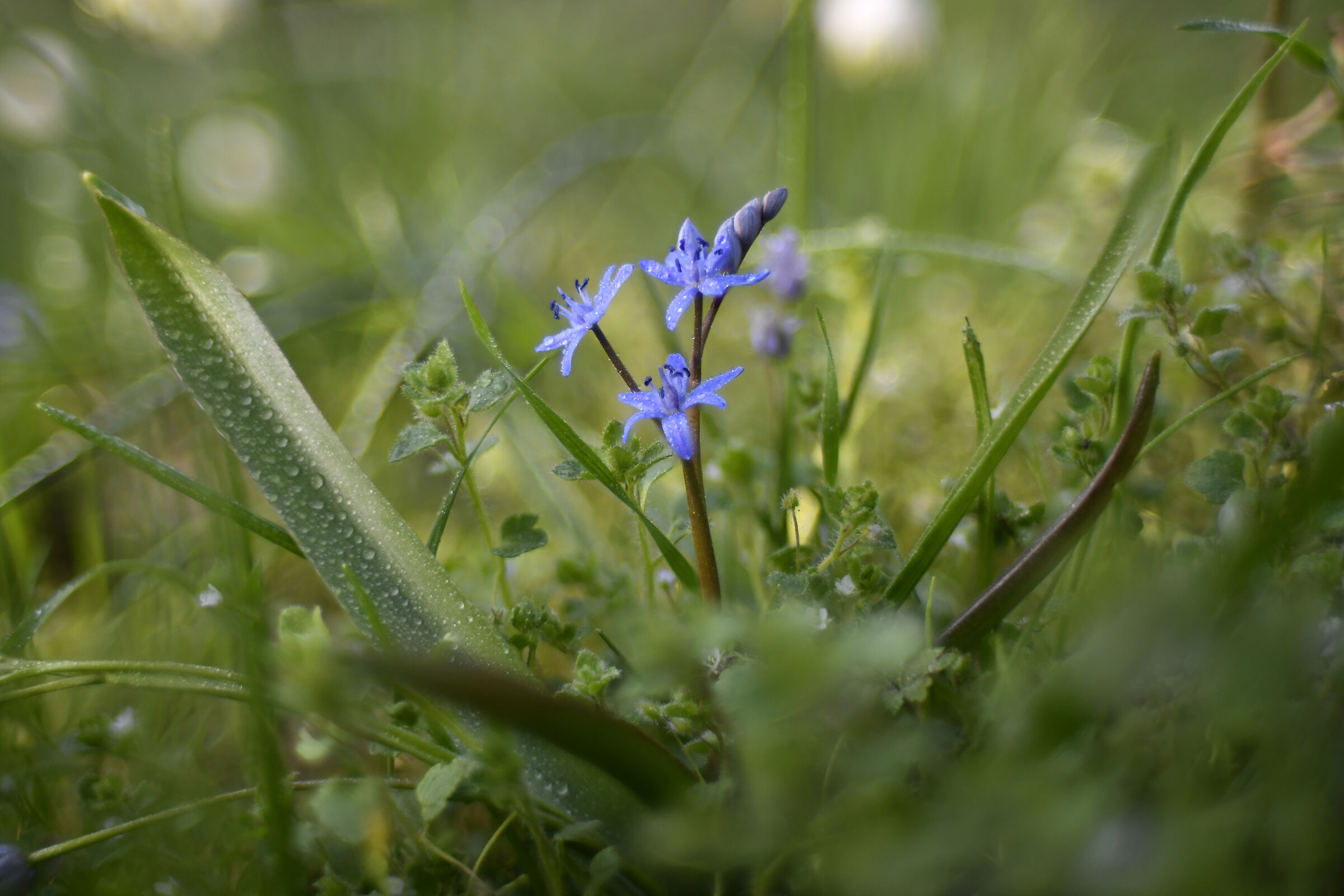 Scilla silvestre