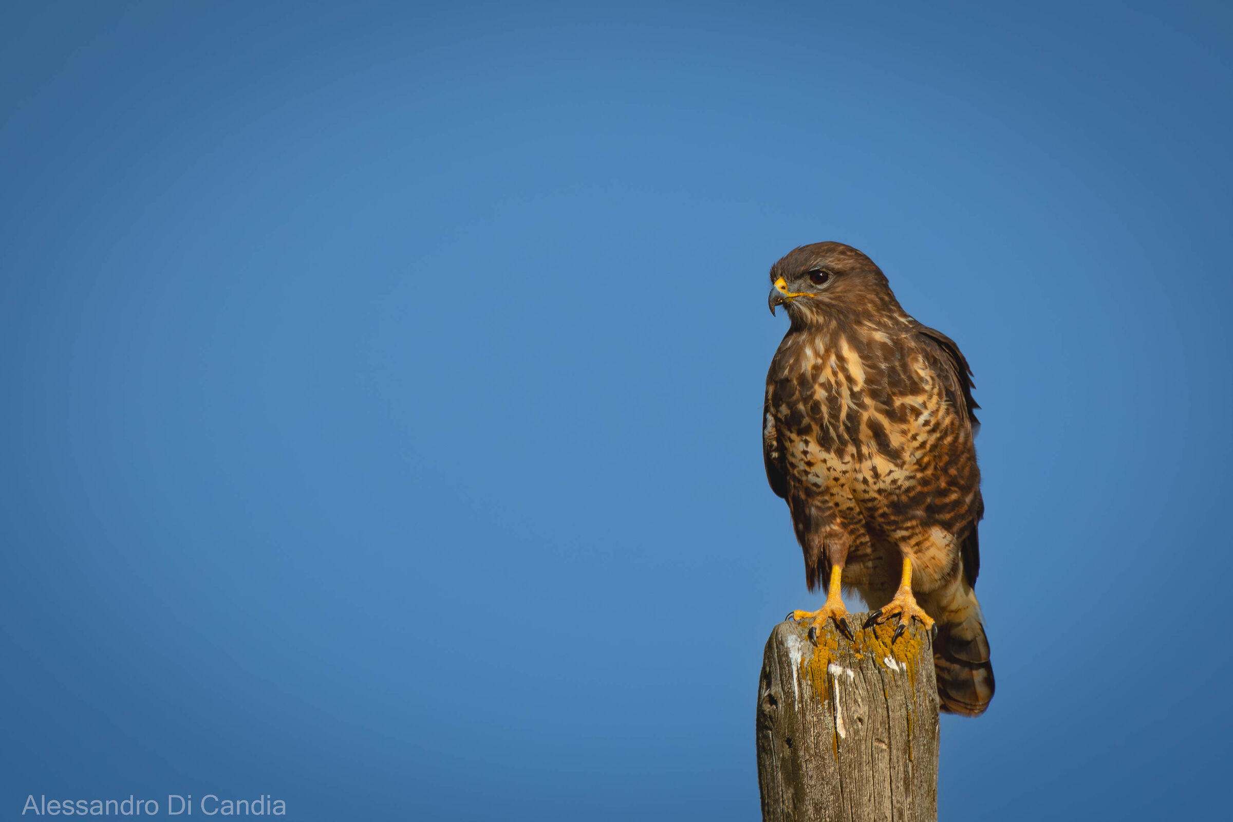 Buzzard
