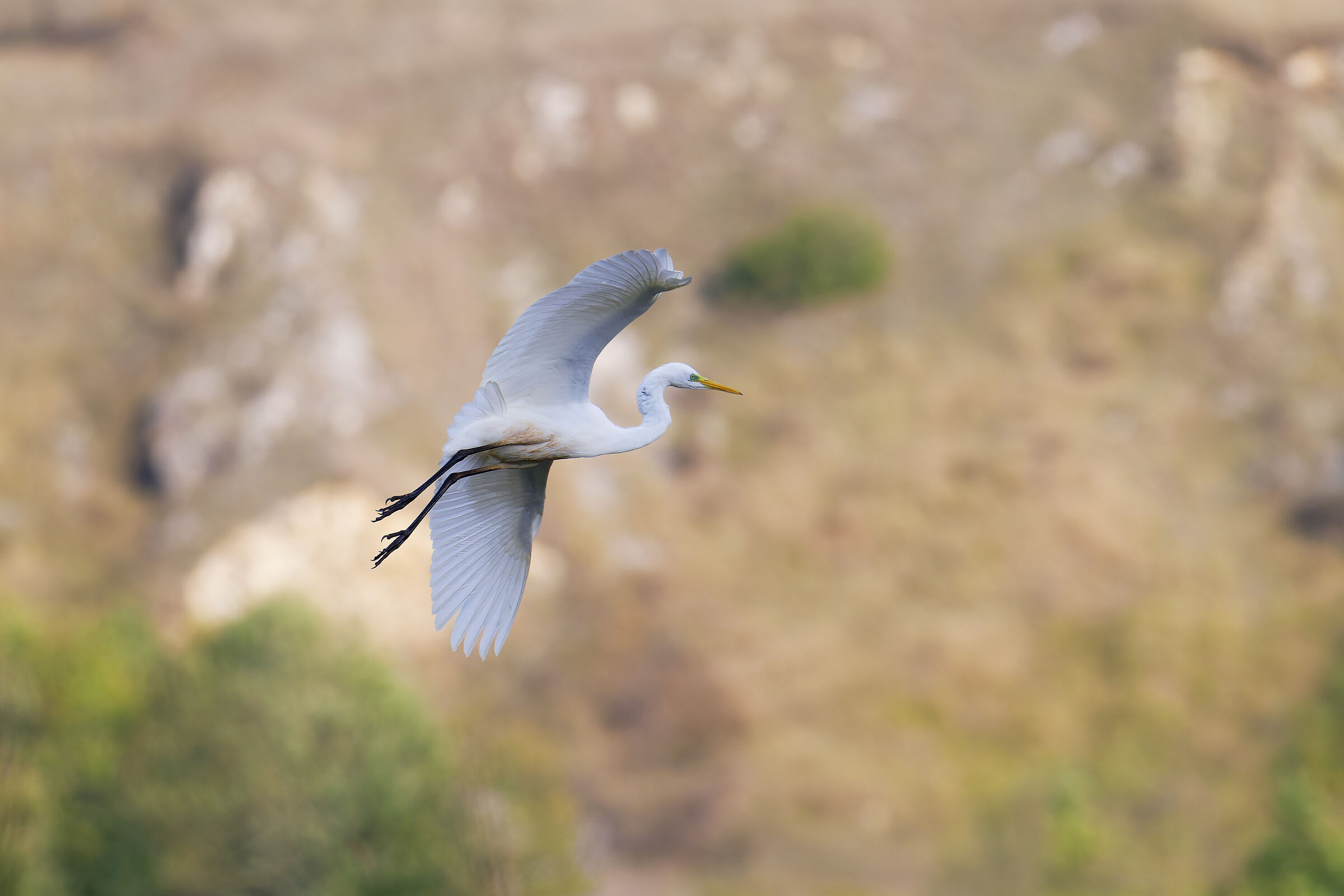 Great white heron