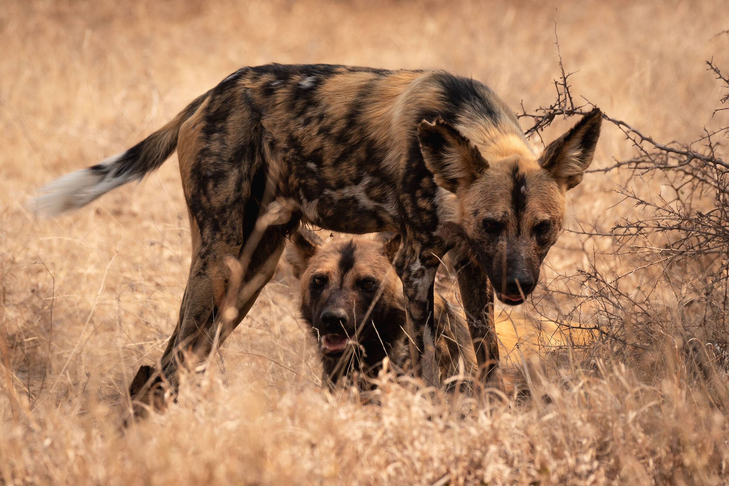 wild dogs