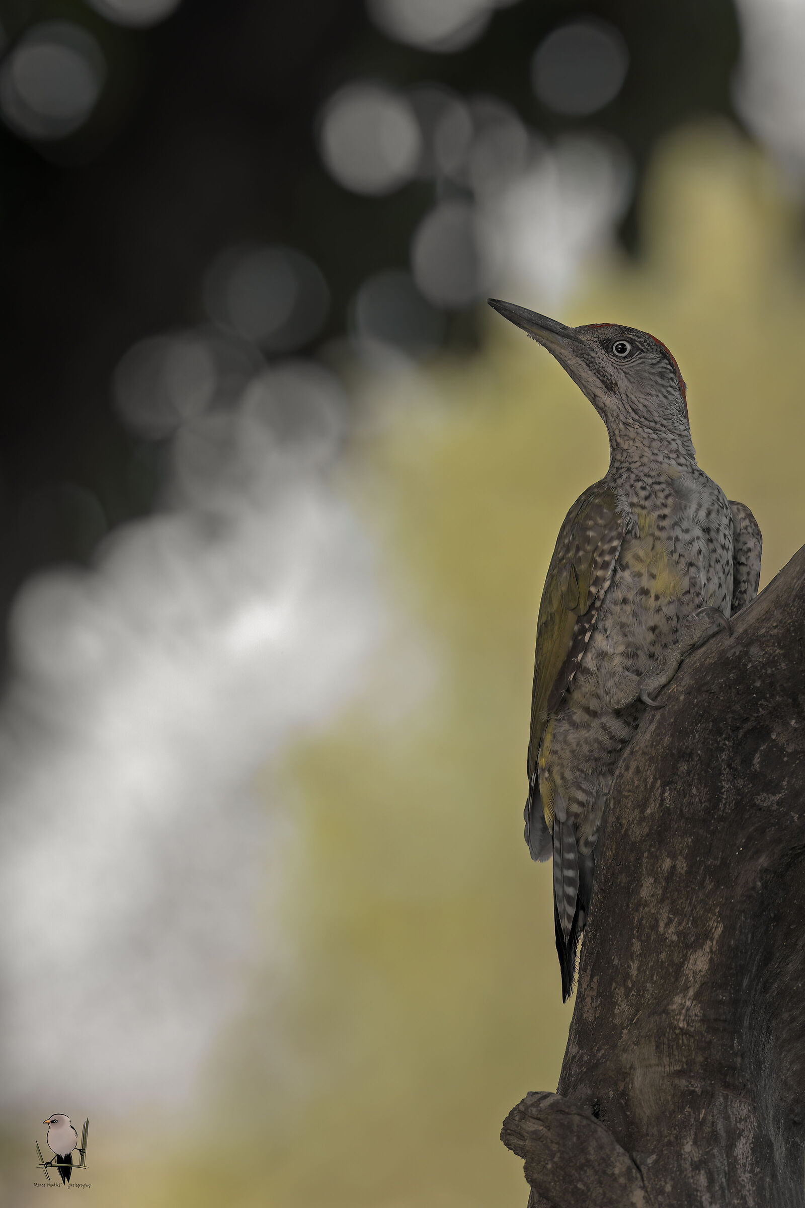Juvenile green woodpecker