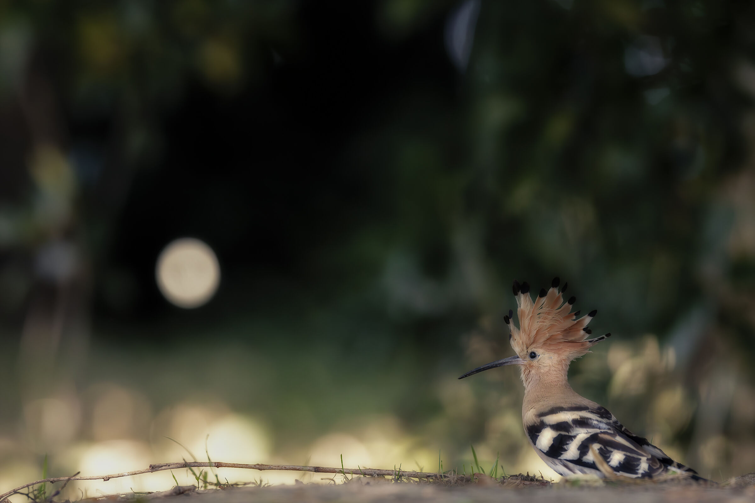 HOOPOE at sunset