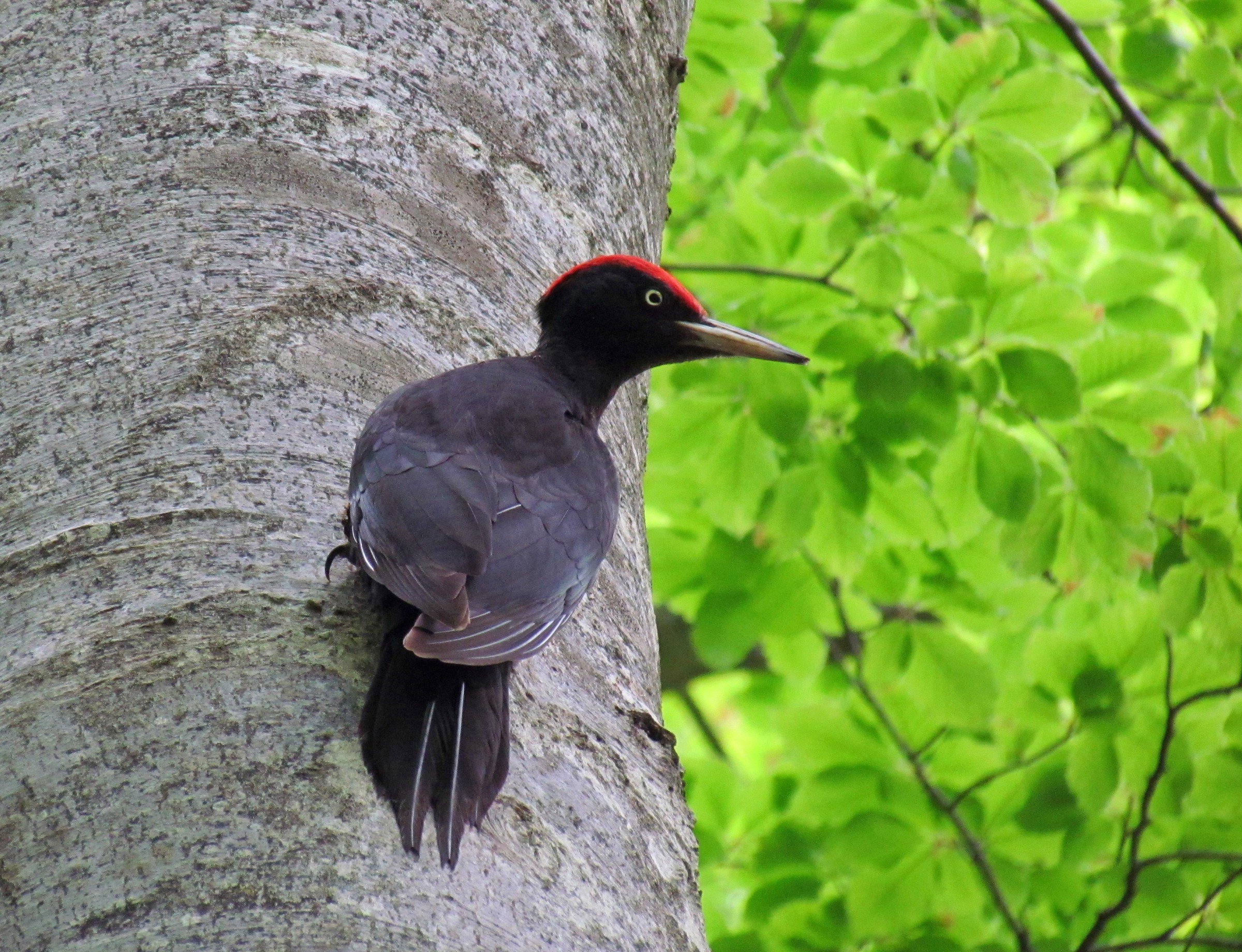 Black Woodpecker male