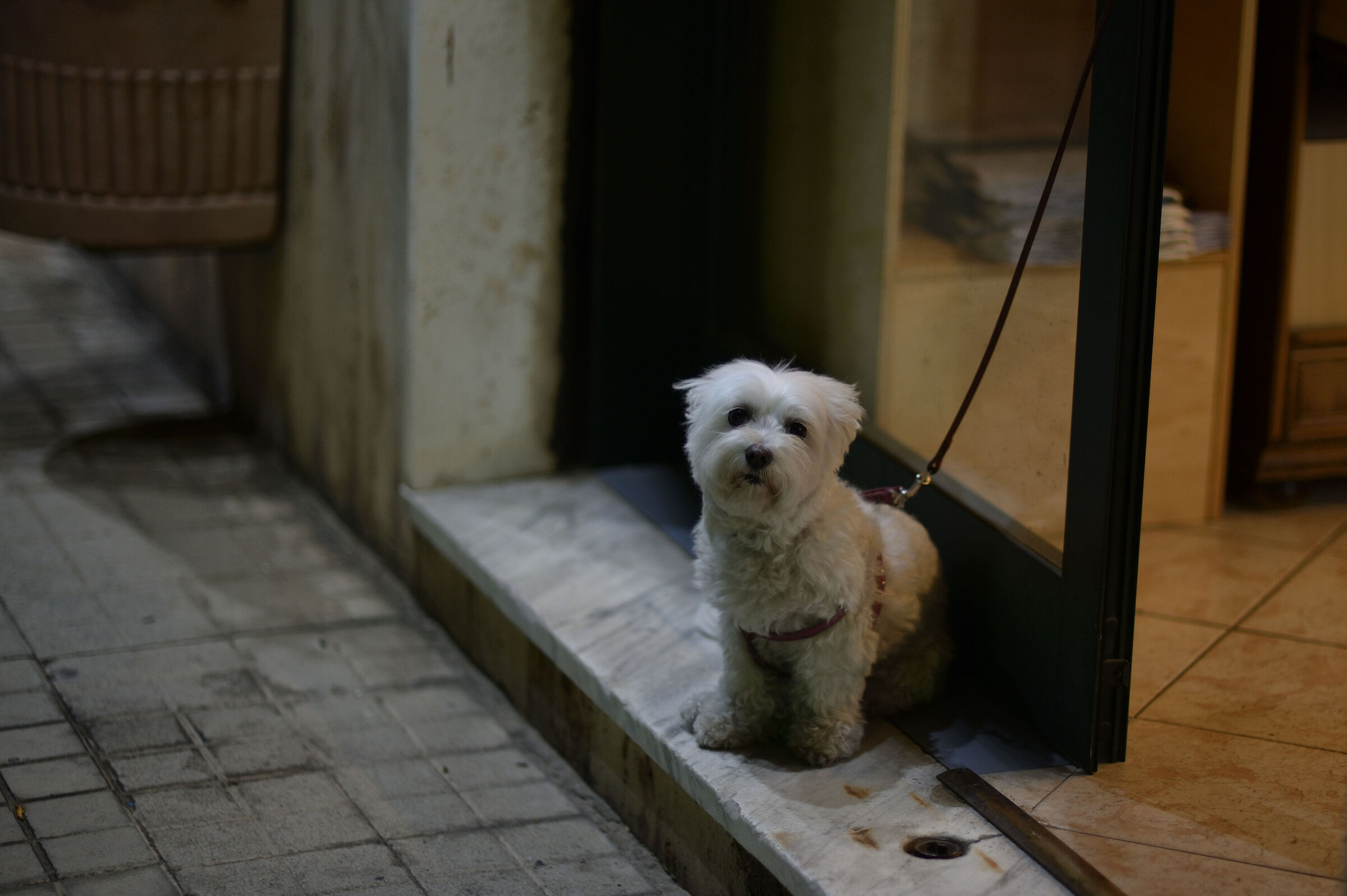 Under(white)dog