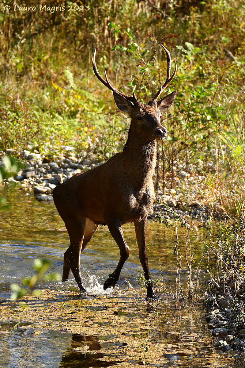 Scalpitio nell'acqua