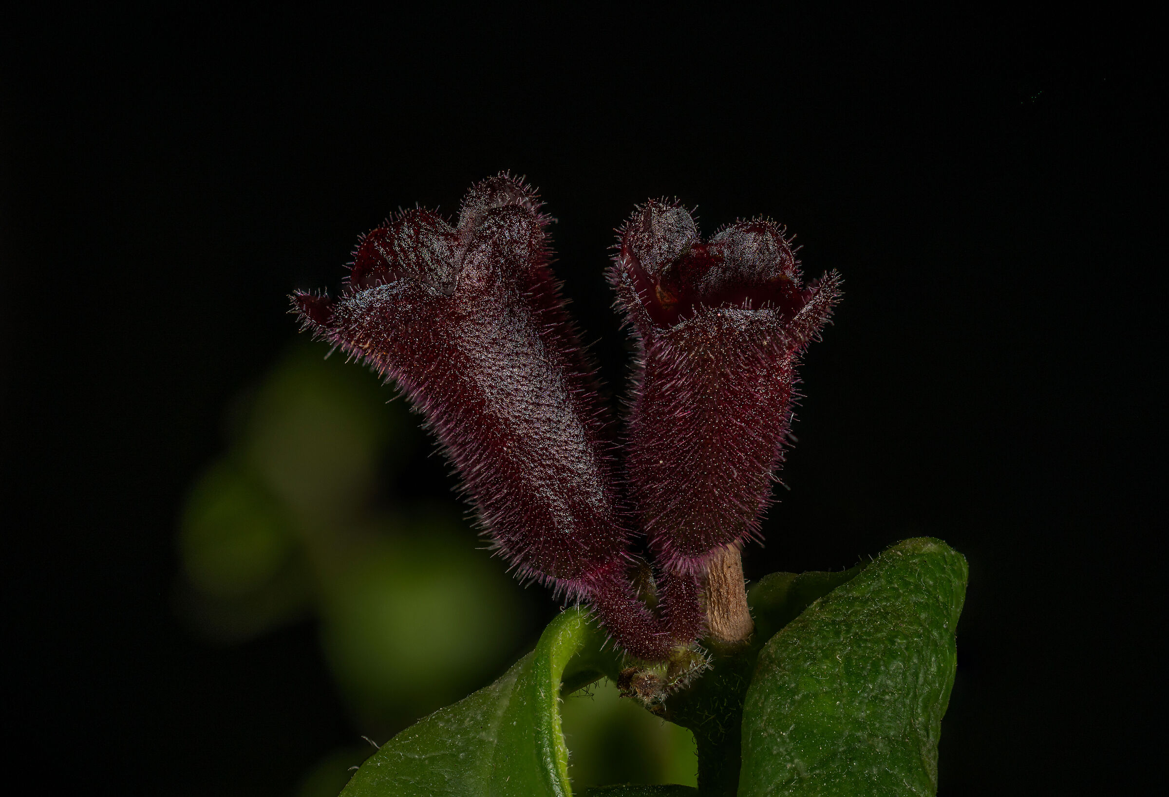 Aeschynantus Lobbianus (Escinanto Rasta)