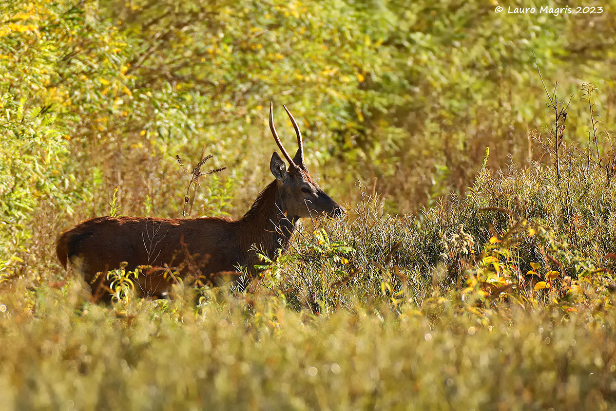 Piccolo palco cresce