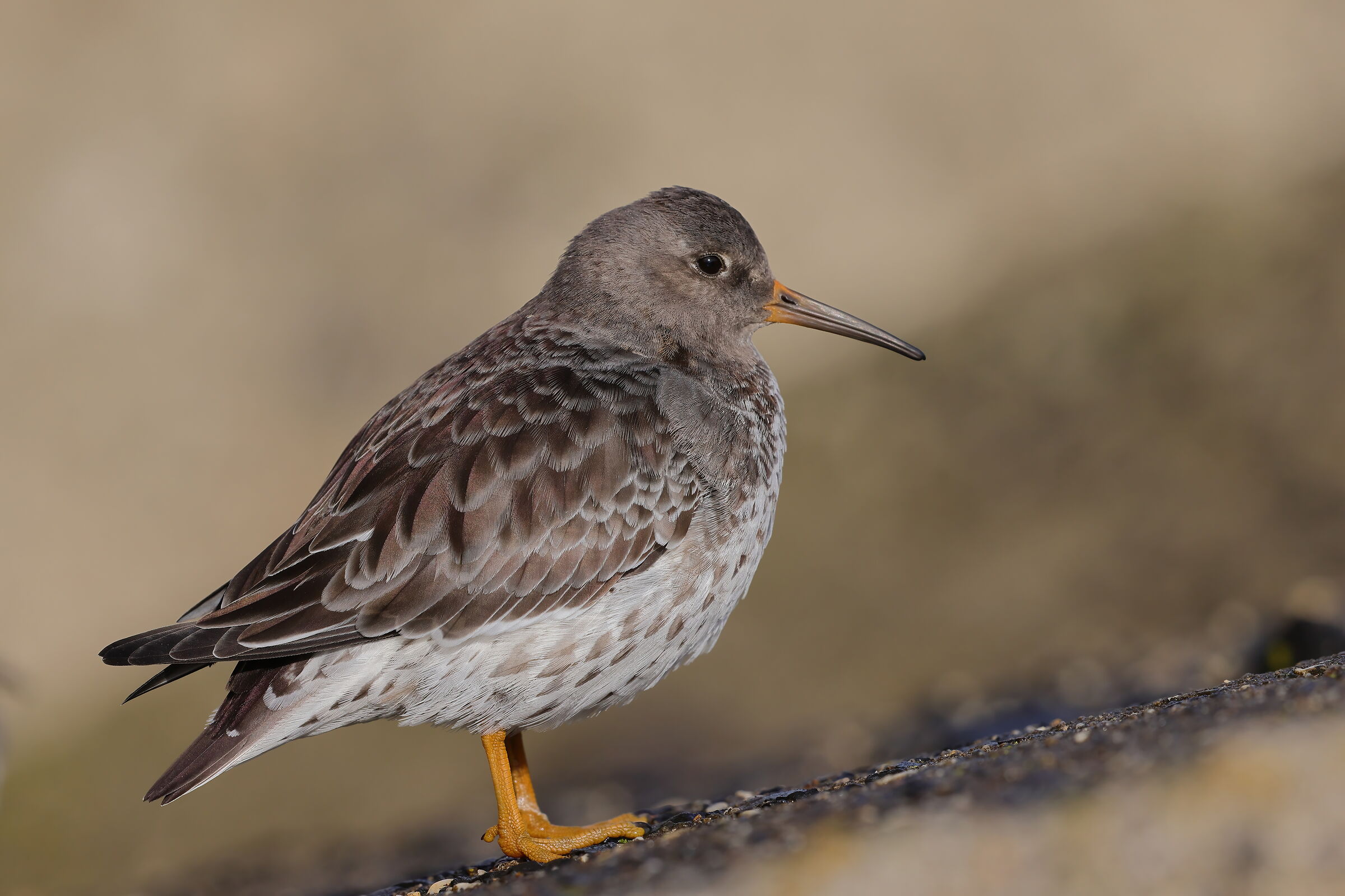 Violet sandpiper