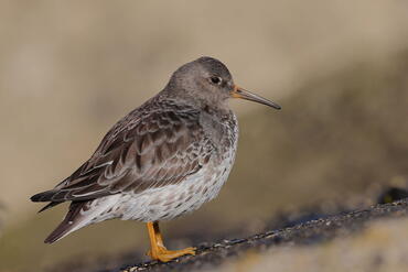 Calidris maritima