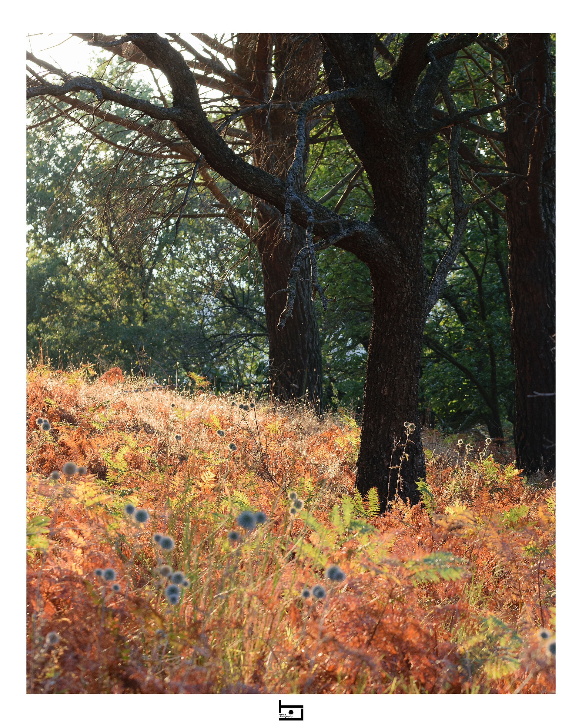 Hints of autumn