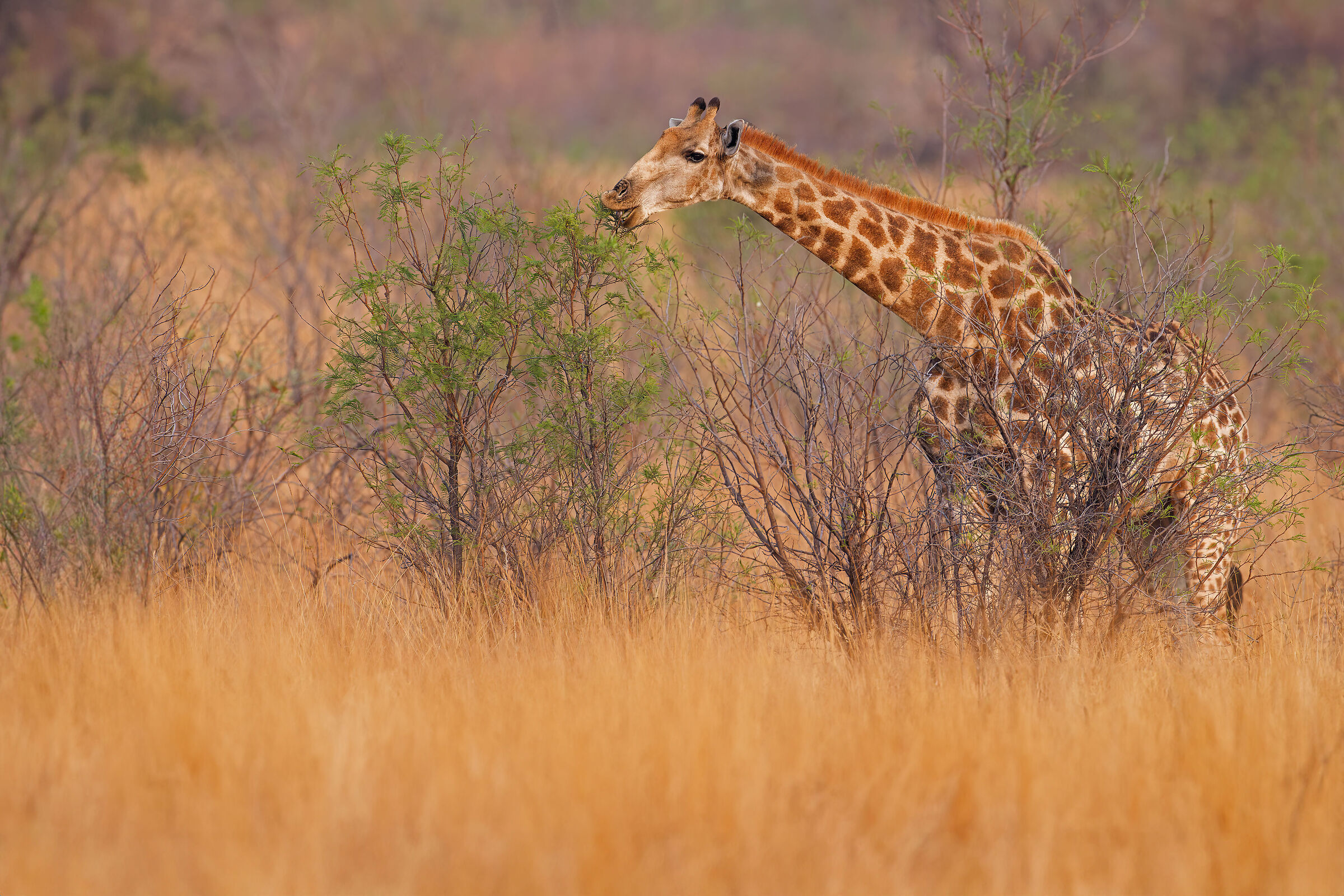 Giraffe in the bush