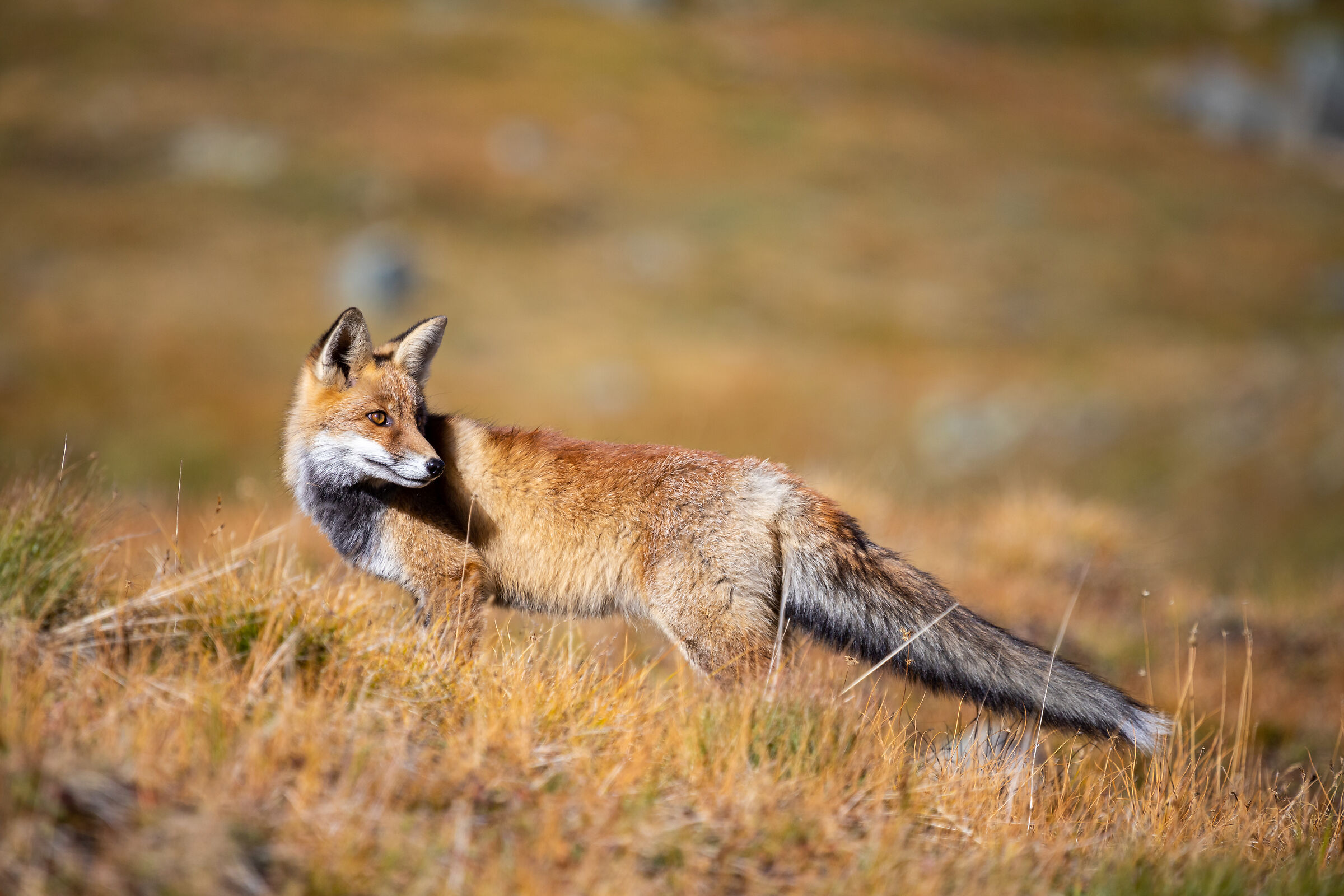 The Nivolet Fox