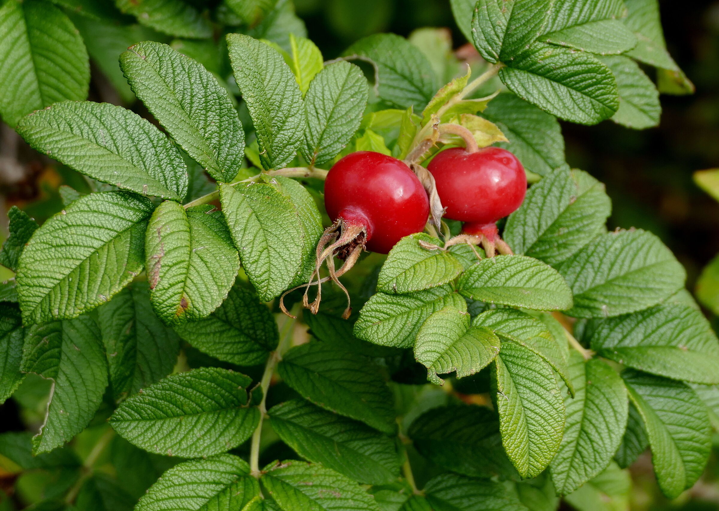 Frutti di fine estate