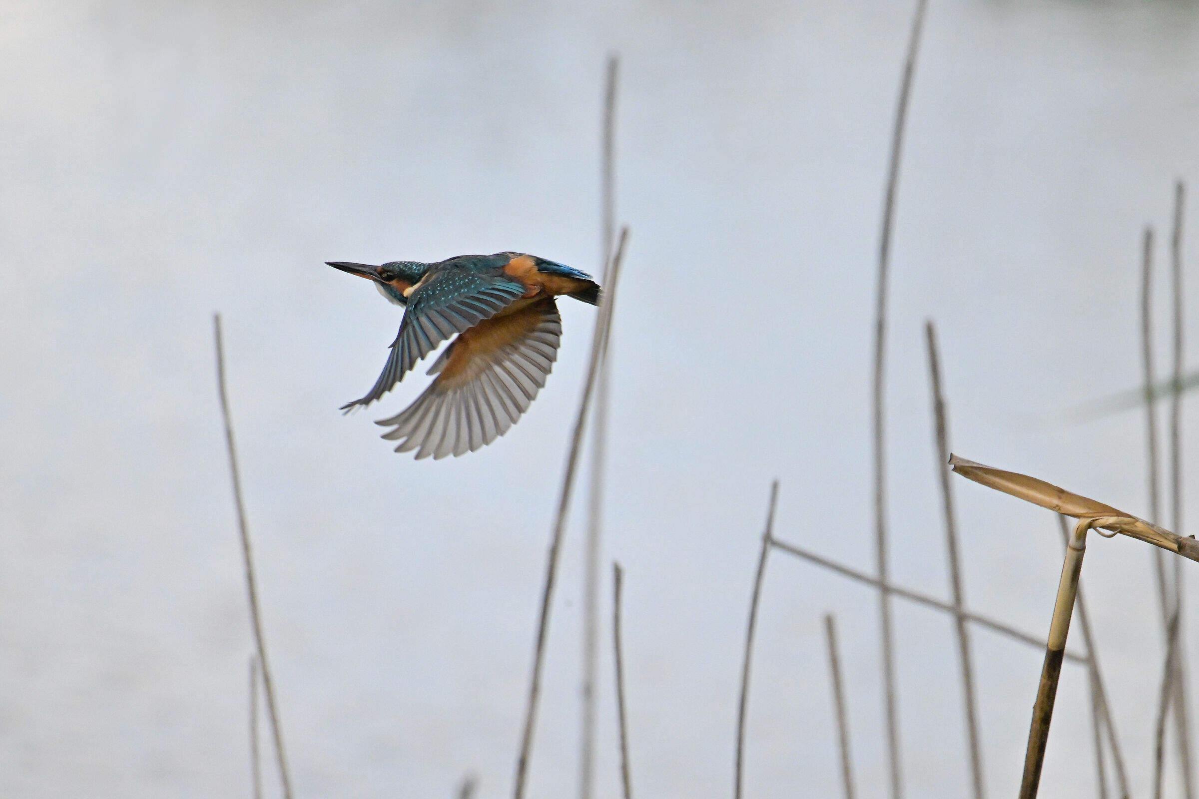 the Martina in flight