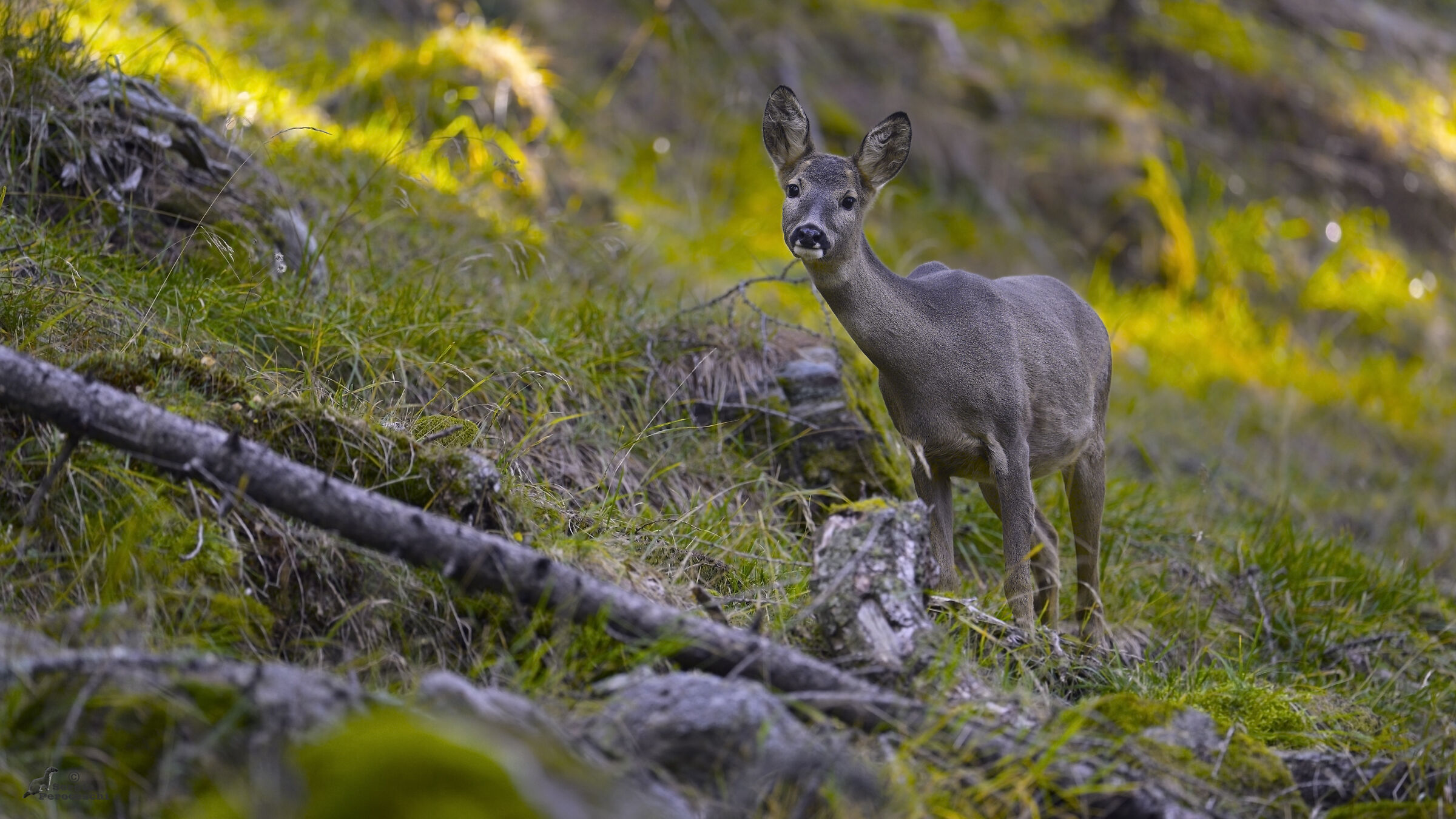 Female roe deer