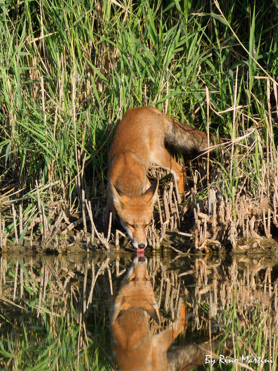 Volpe Rossa che si disseta all'alba.