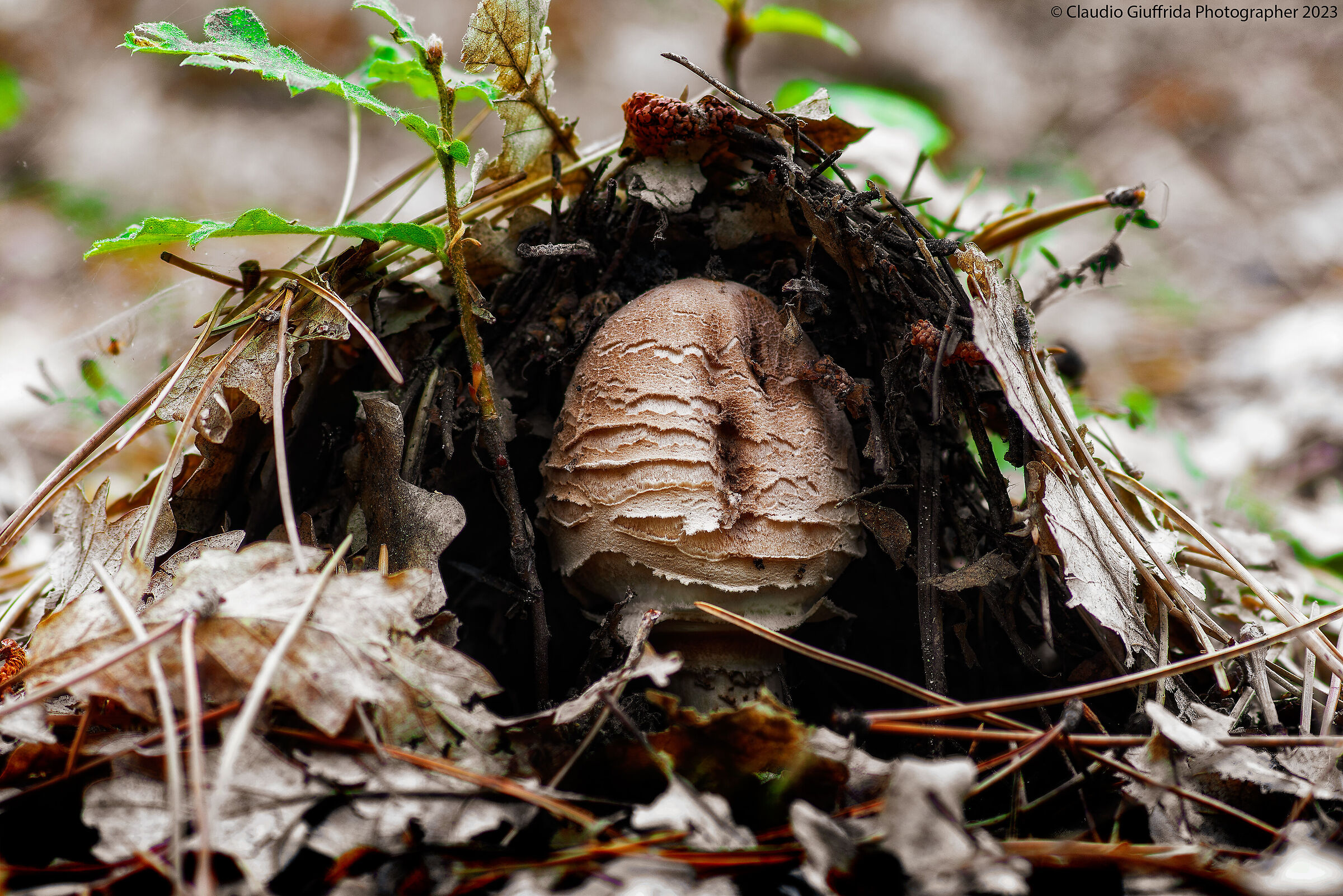 The emergence of the fungus
