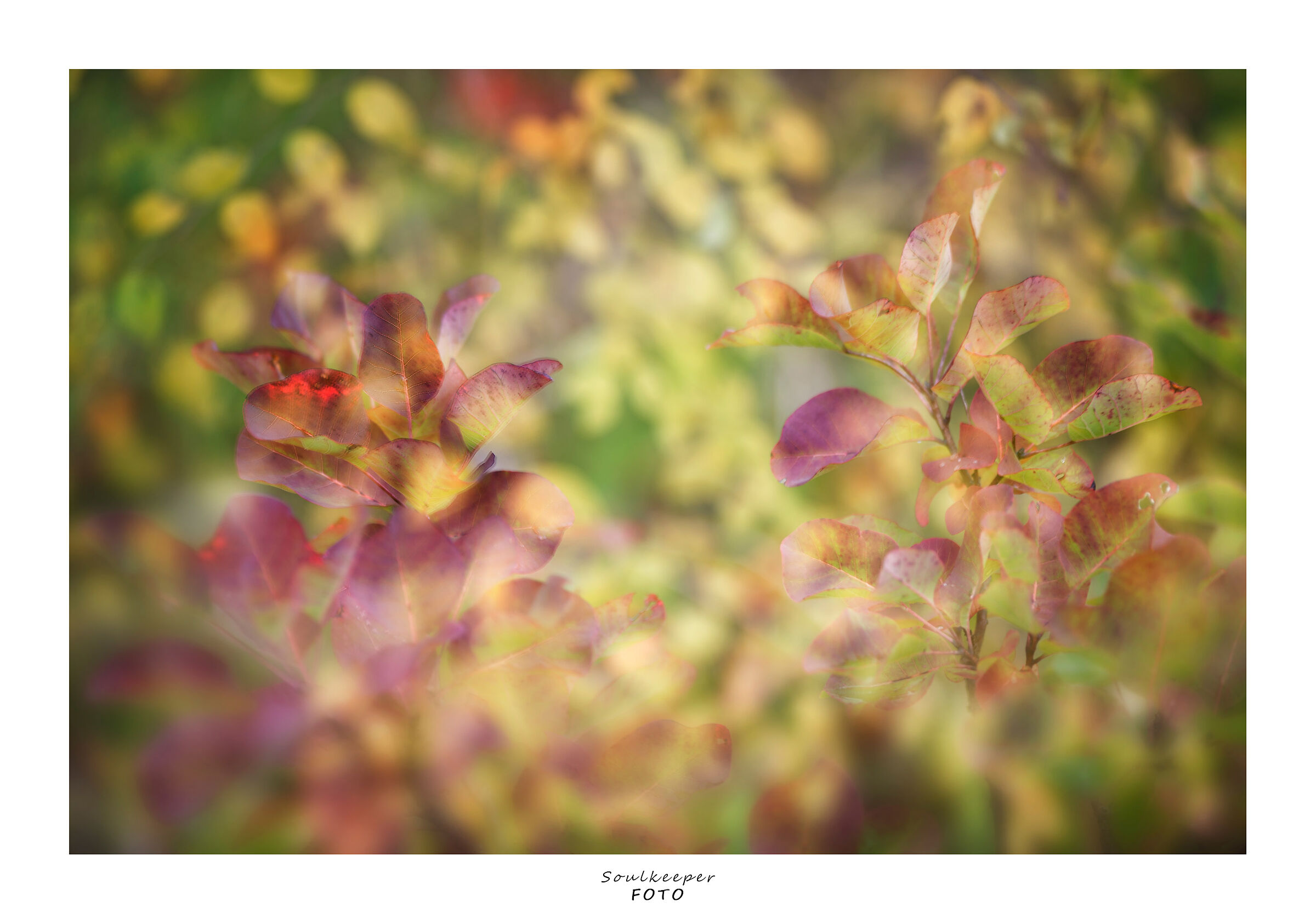 Psychedelic vision...