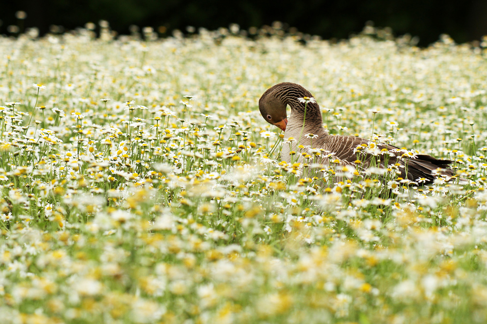 Grated among the flowers