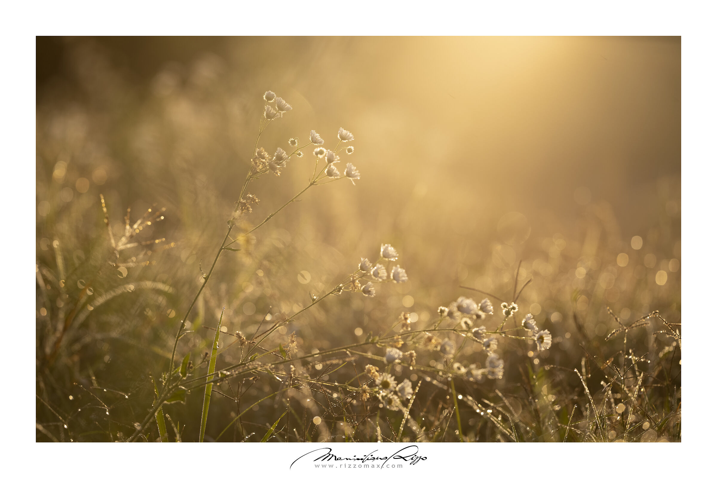 The morning has gold in its mouth
