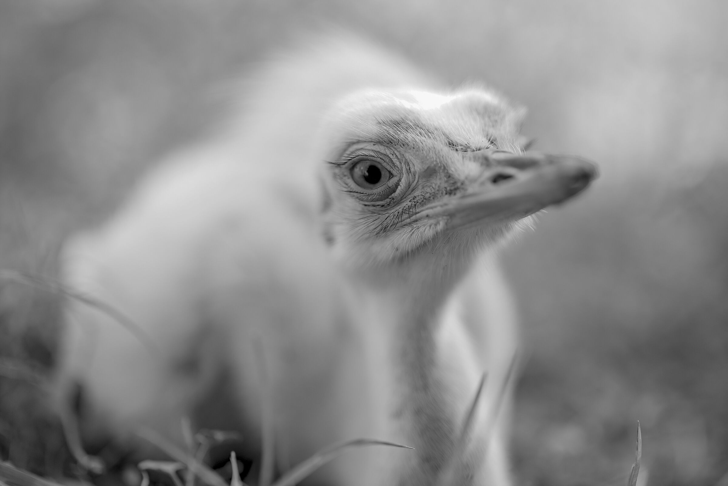 Ricordo del piccolo Nandù..