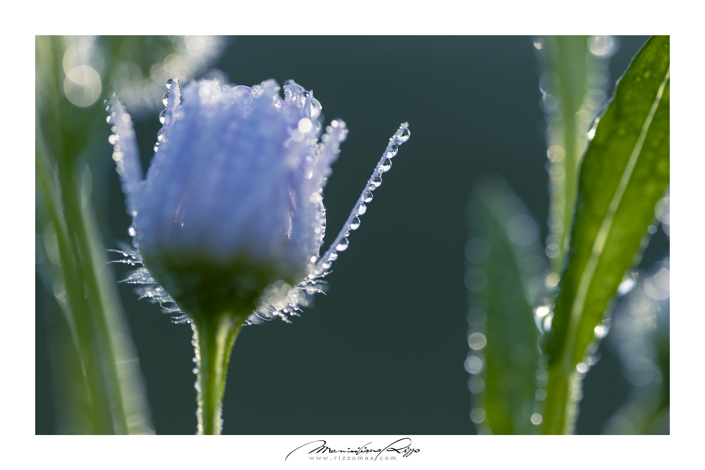dew