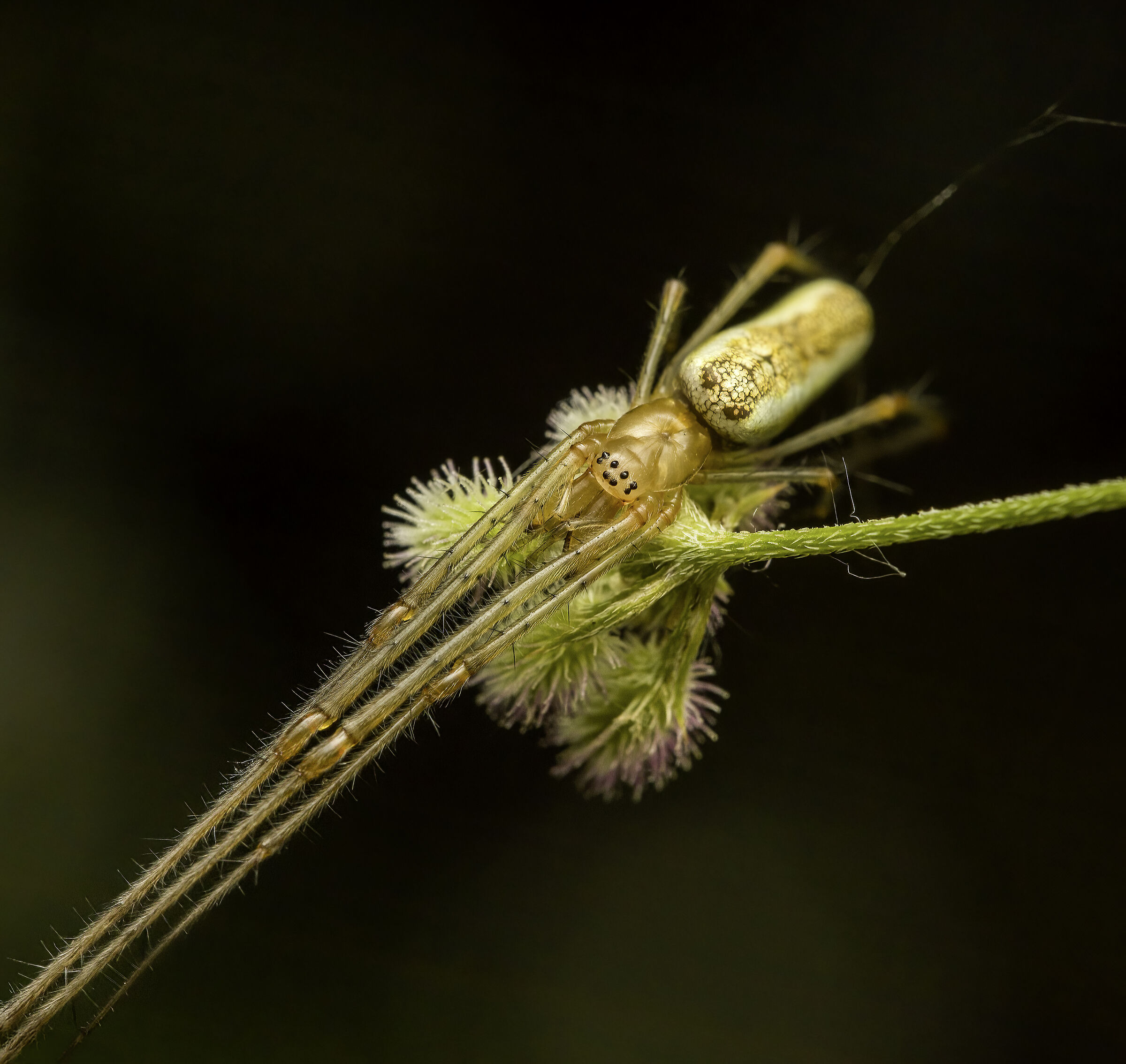Tetragnatha montana