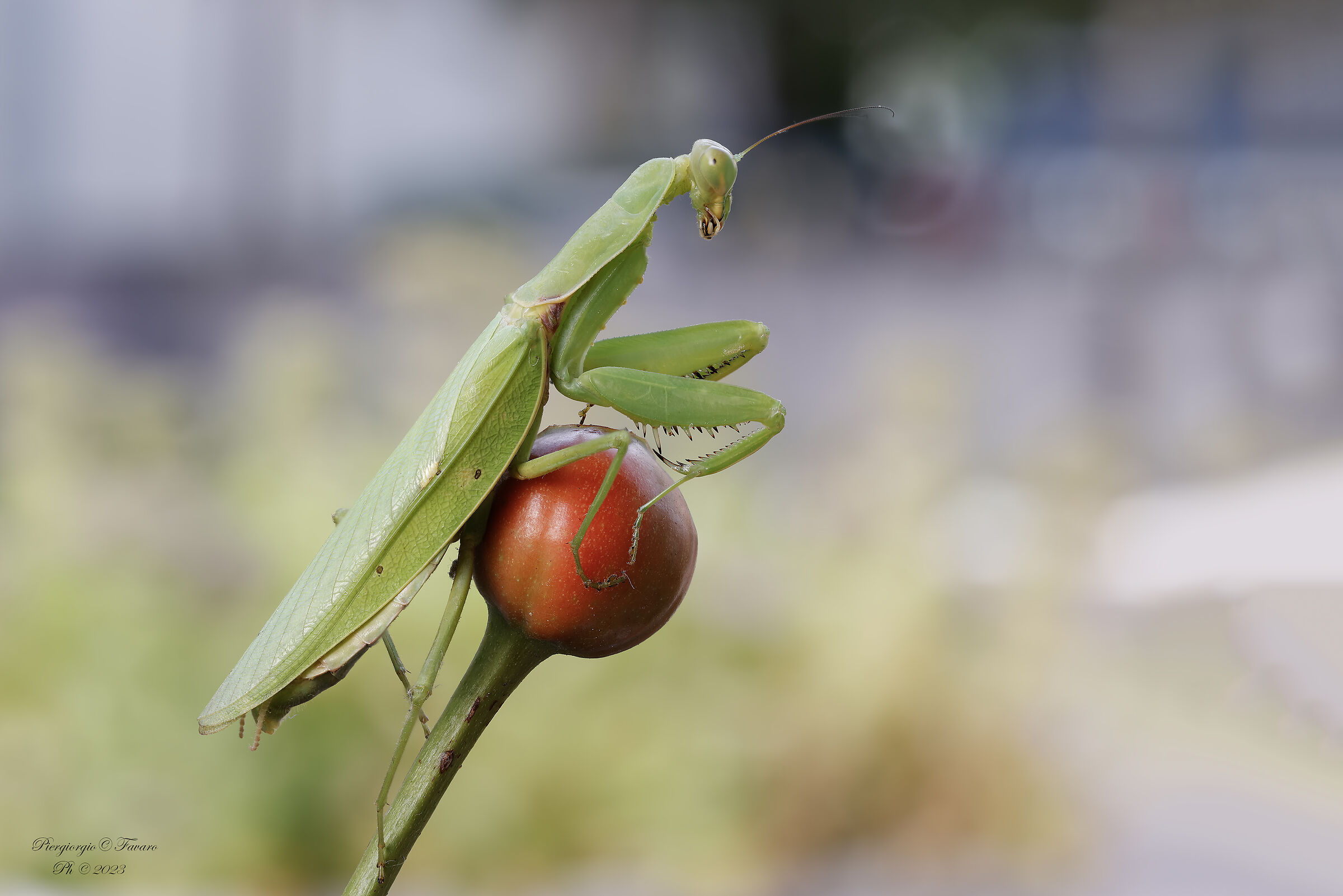 Praying mantis