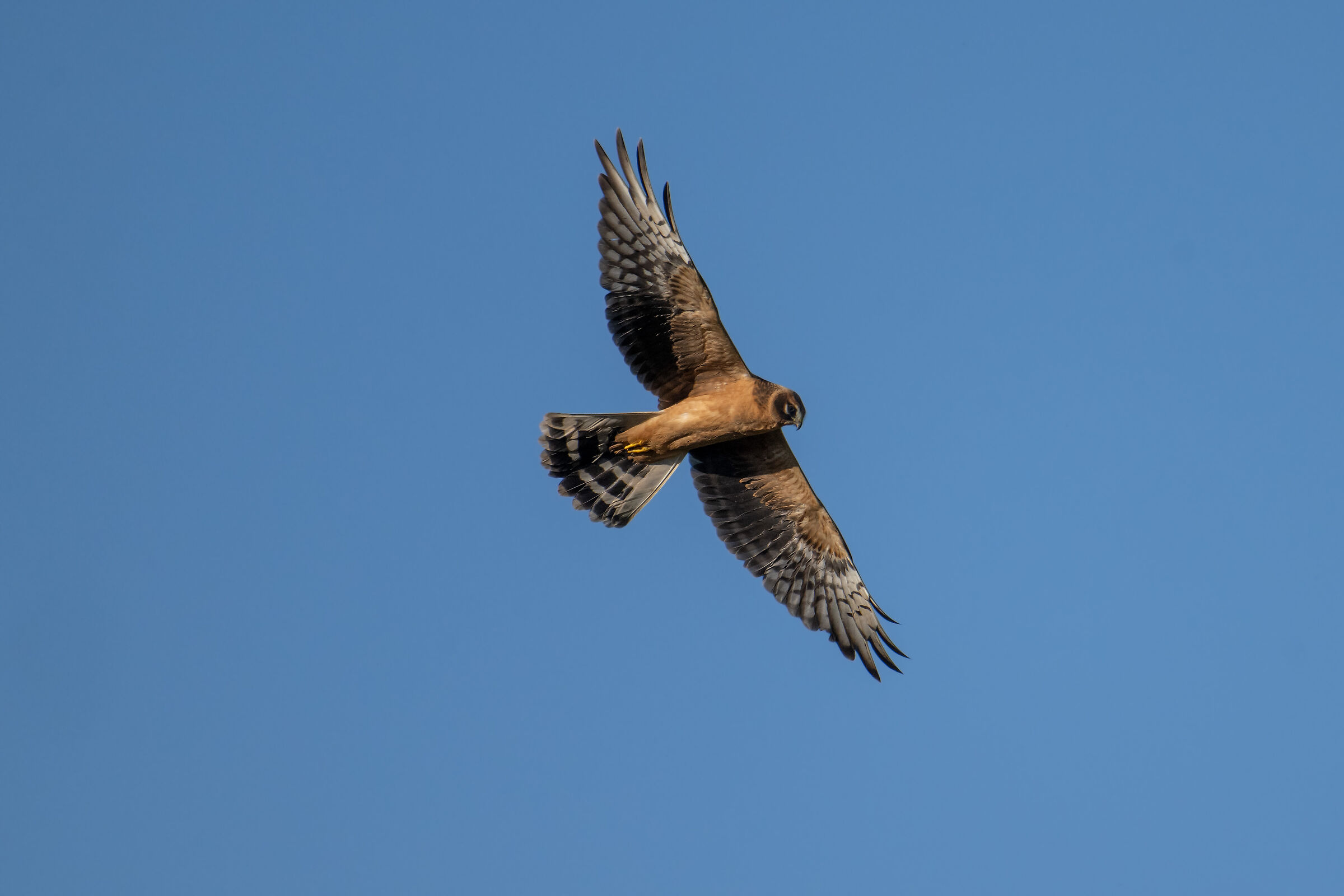 Young Harrier