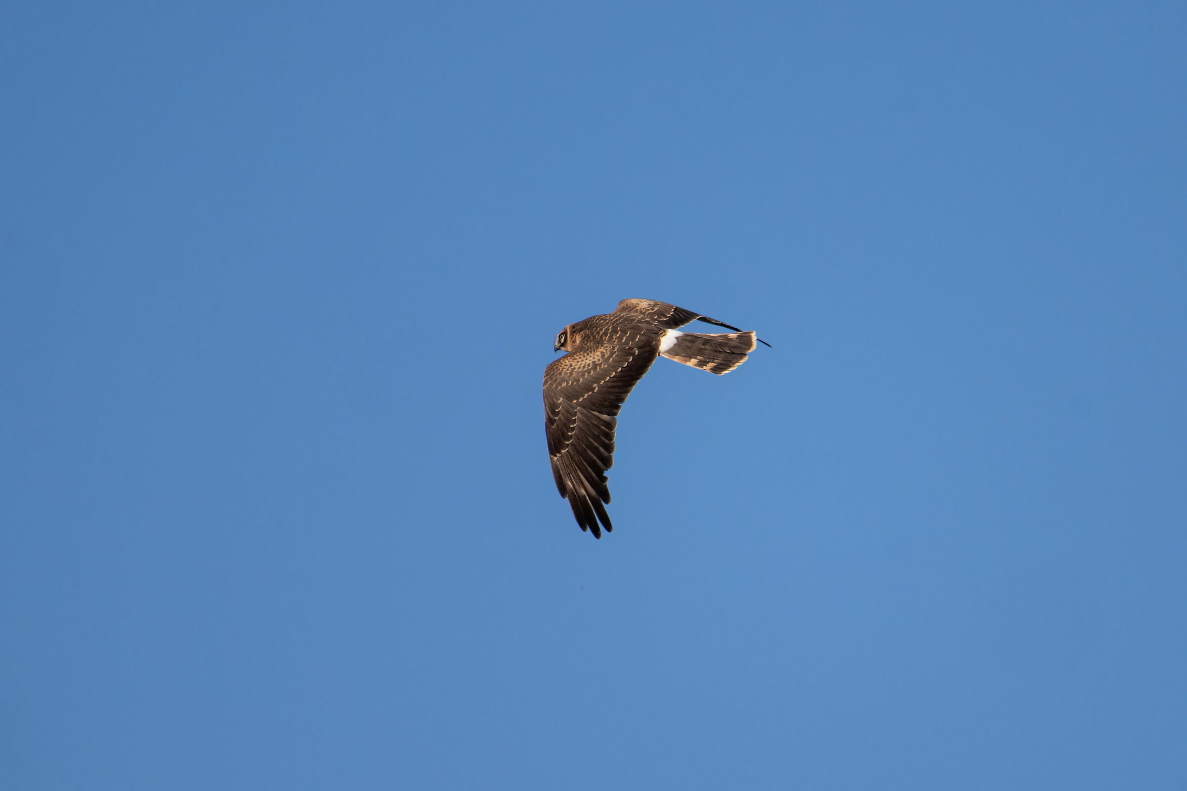 Harrier