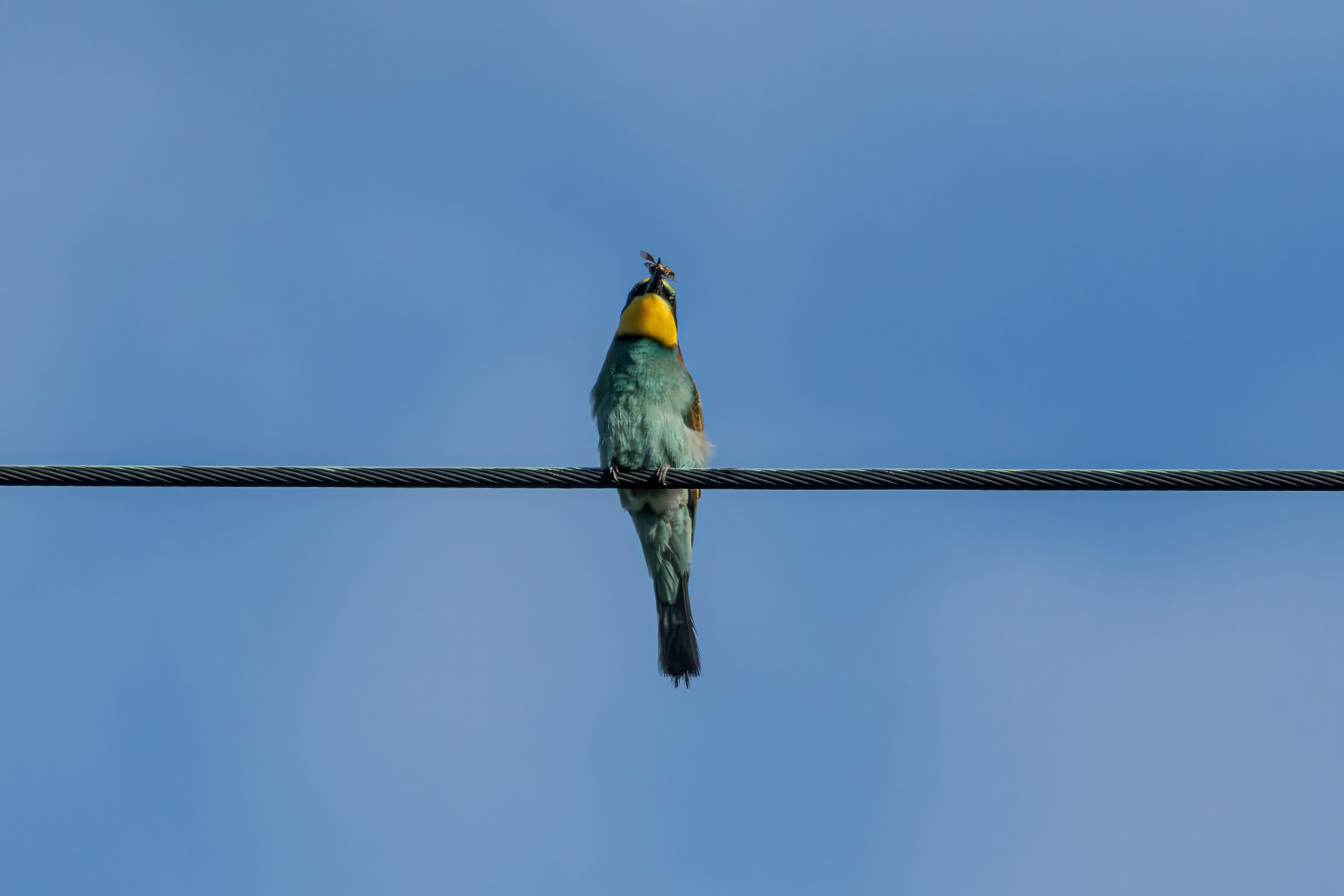 Bee-eater