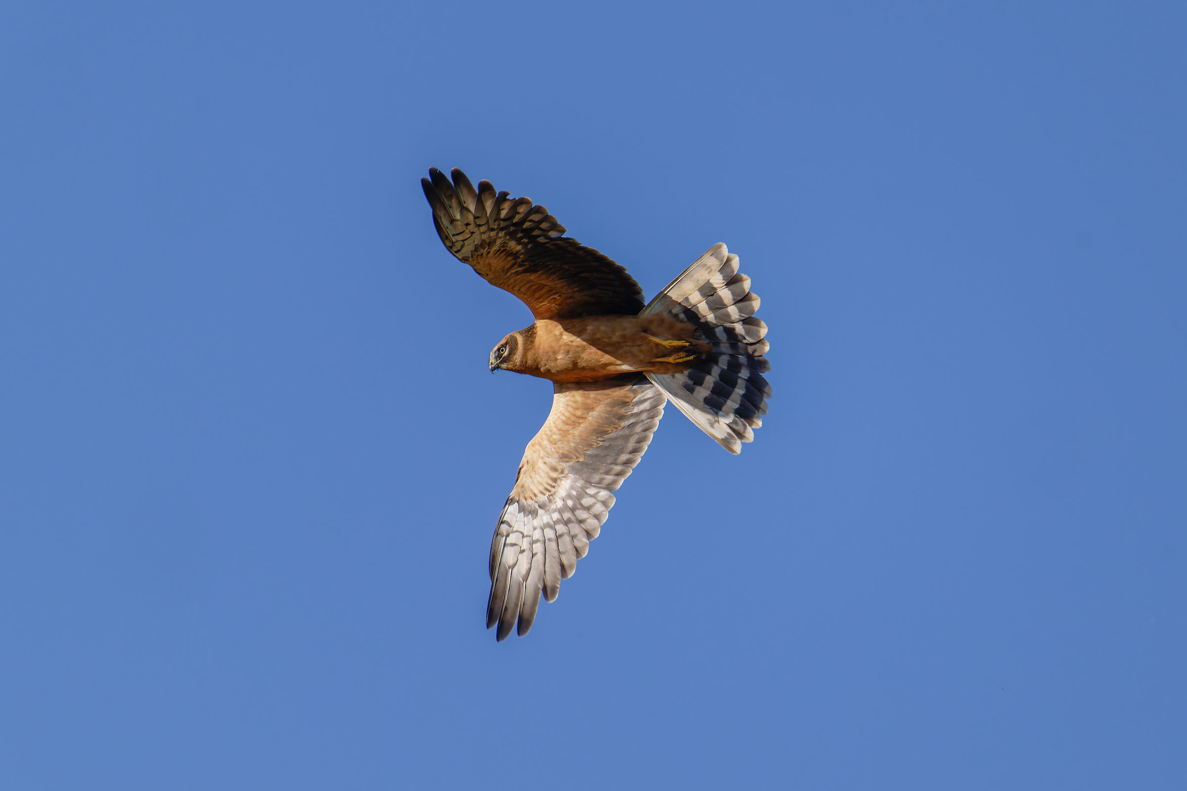 Young Harrier
