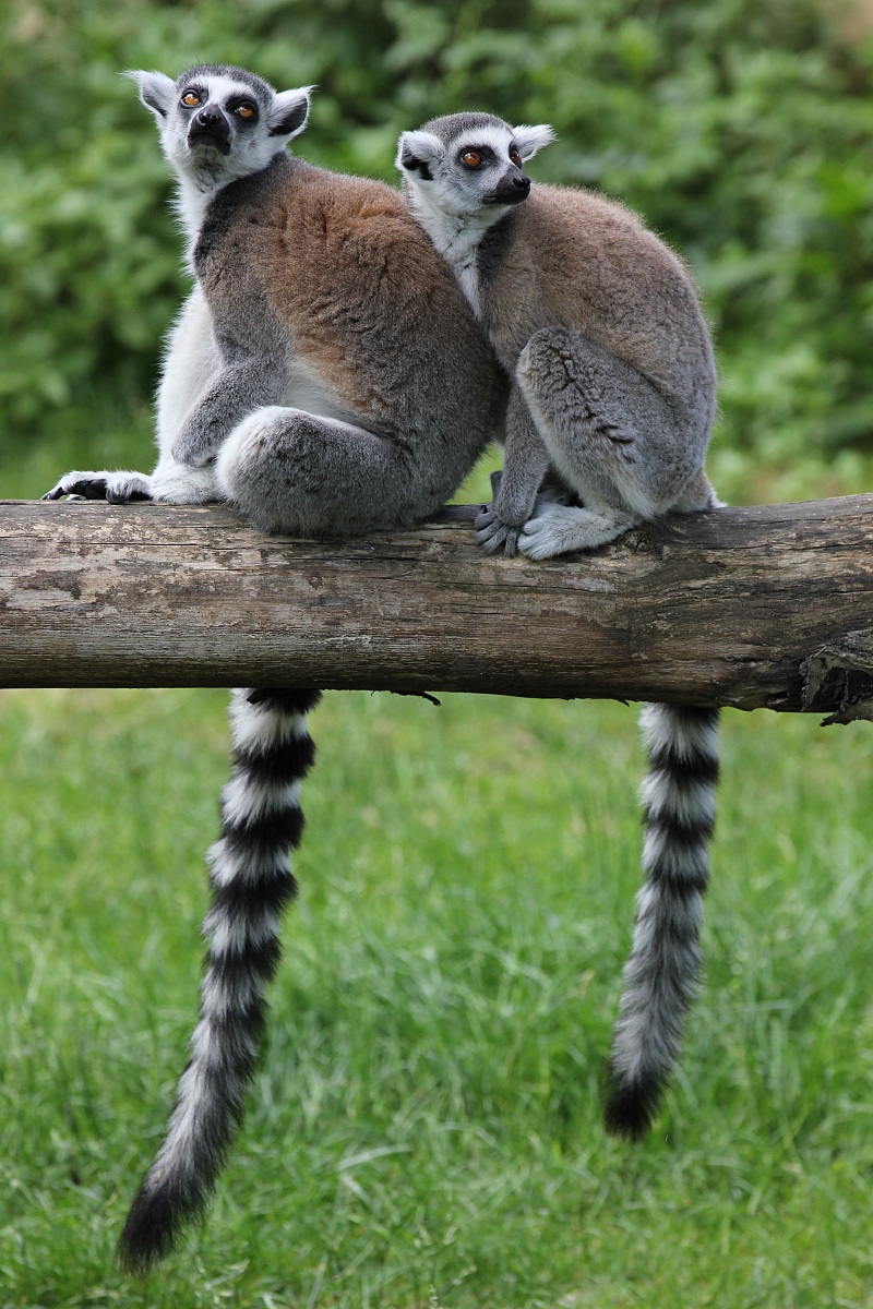 Lemuri