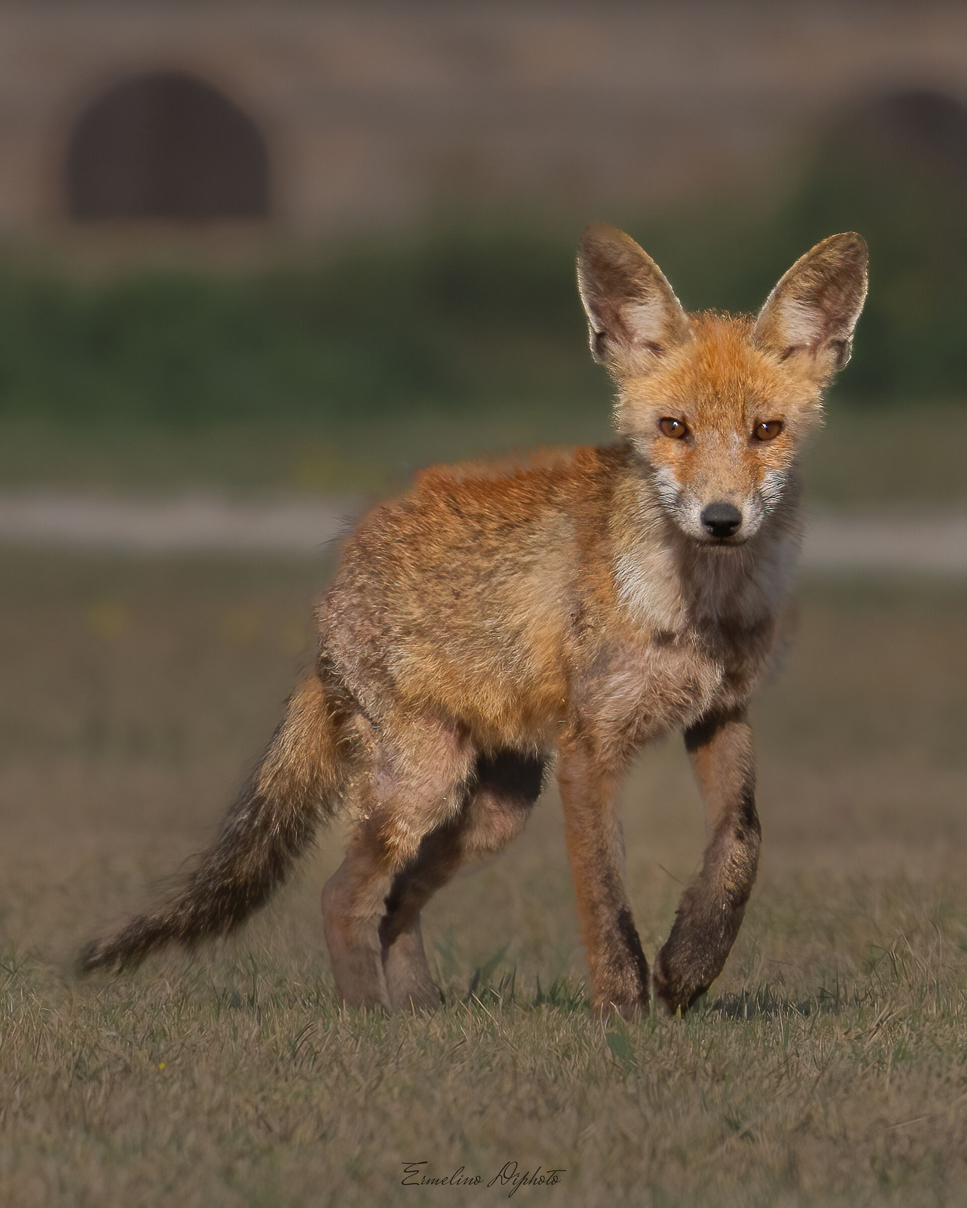 Fox