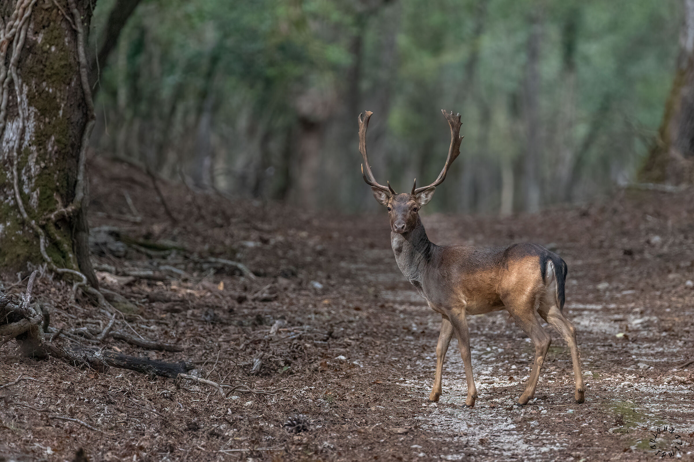 Fallow deer m