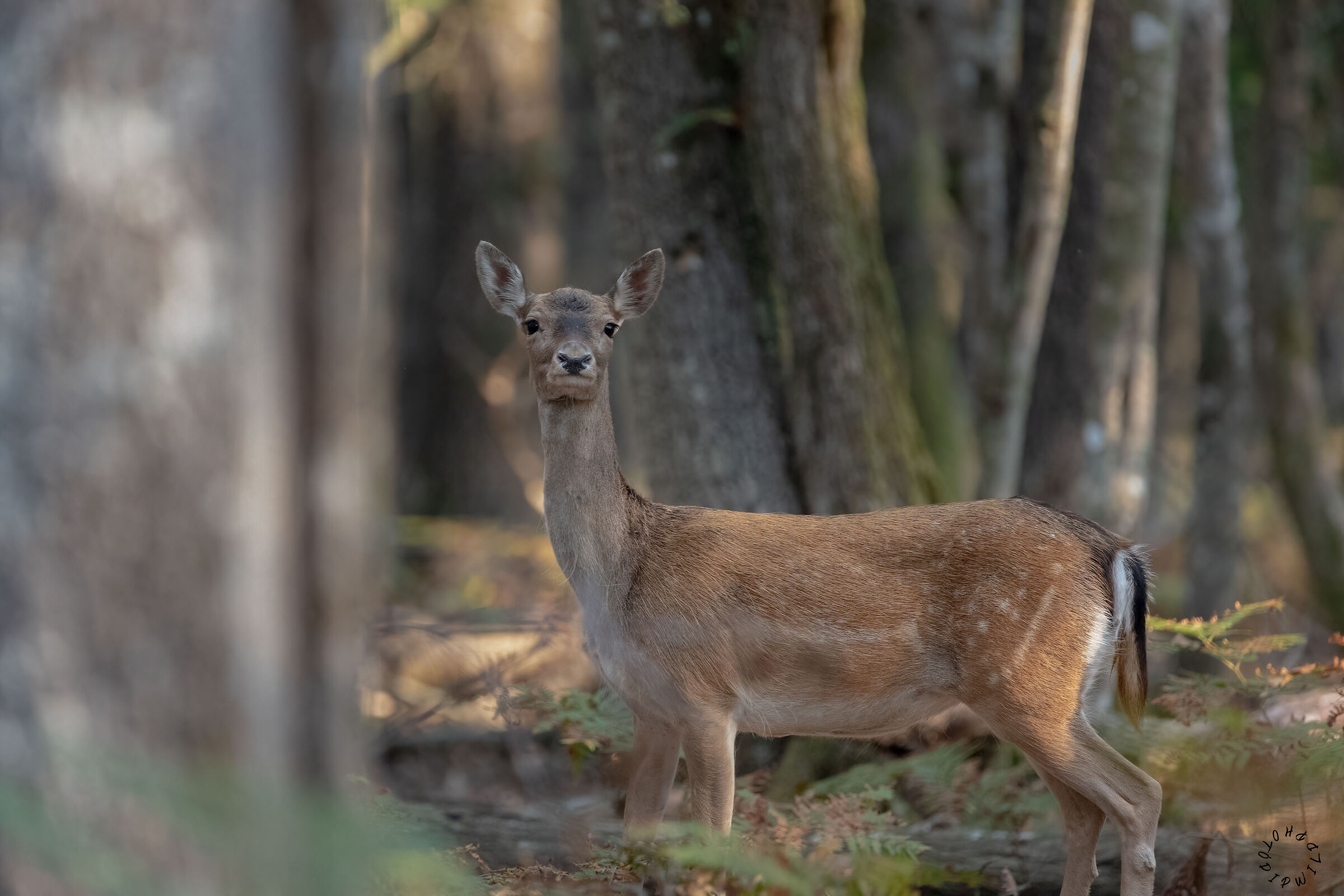 Fallow deer f