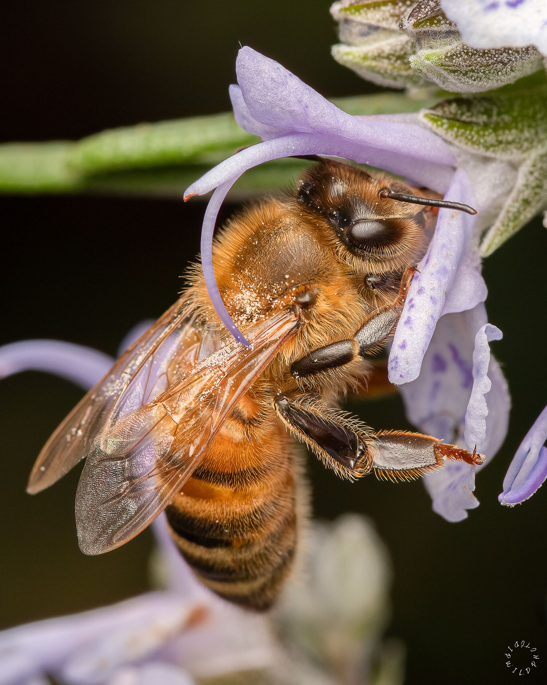 Roemarin pollination