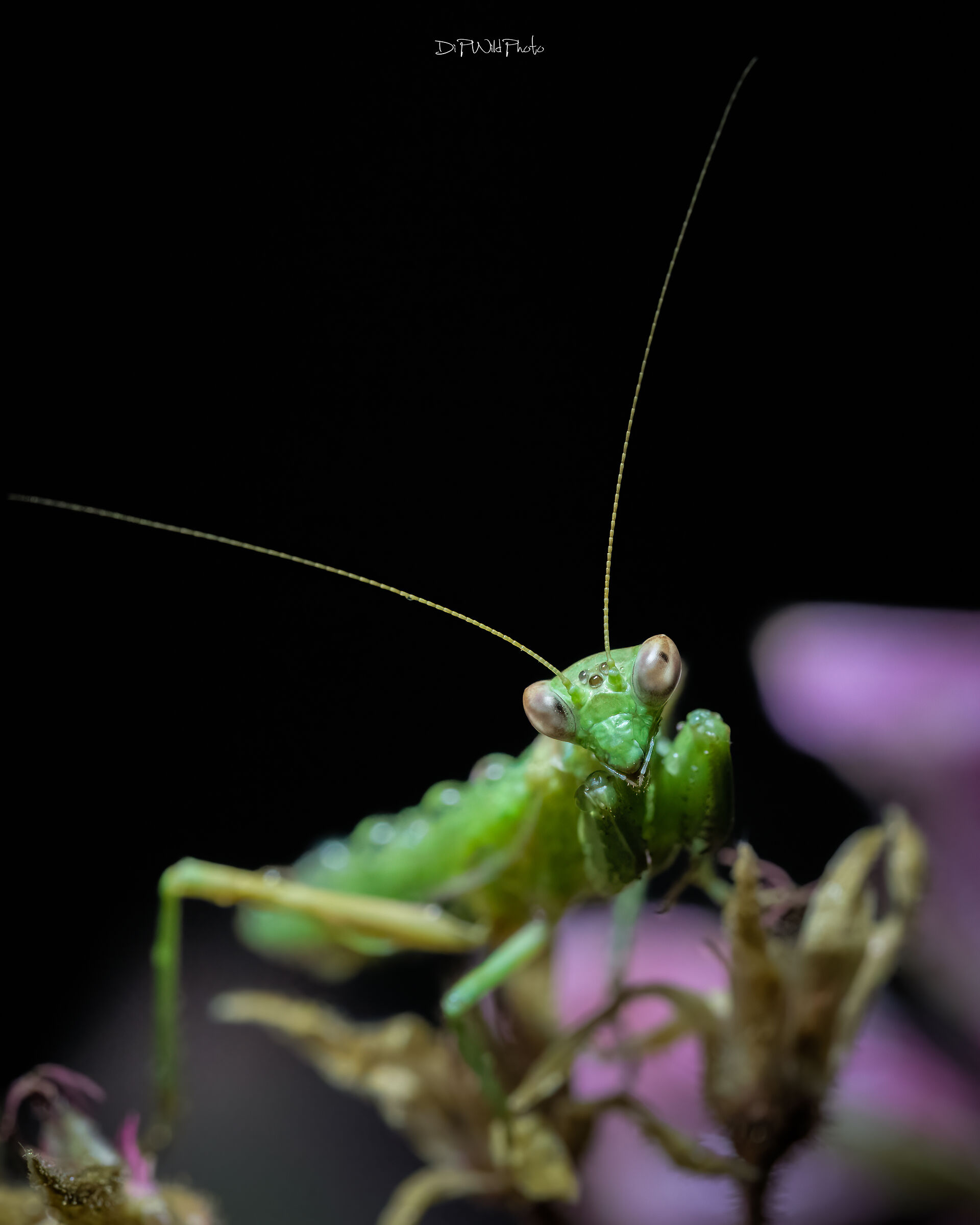 Mantis geranium