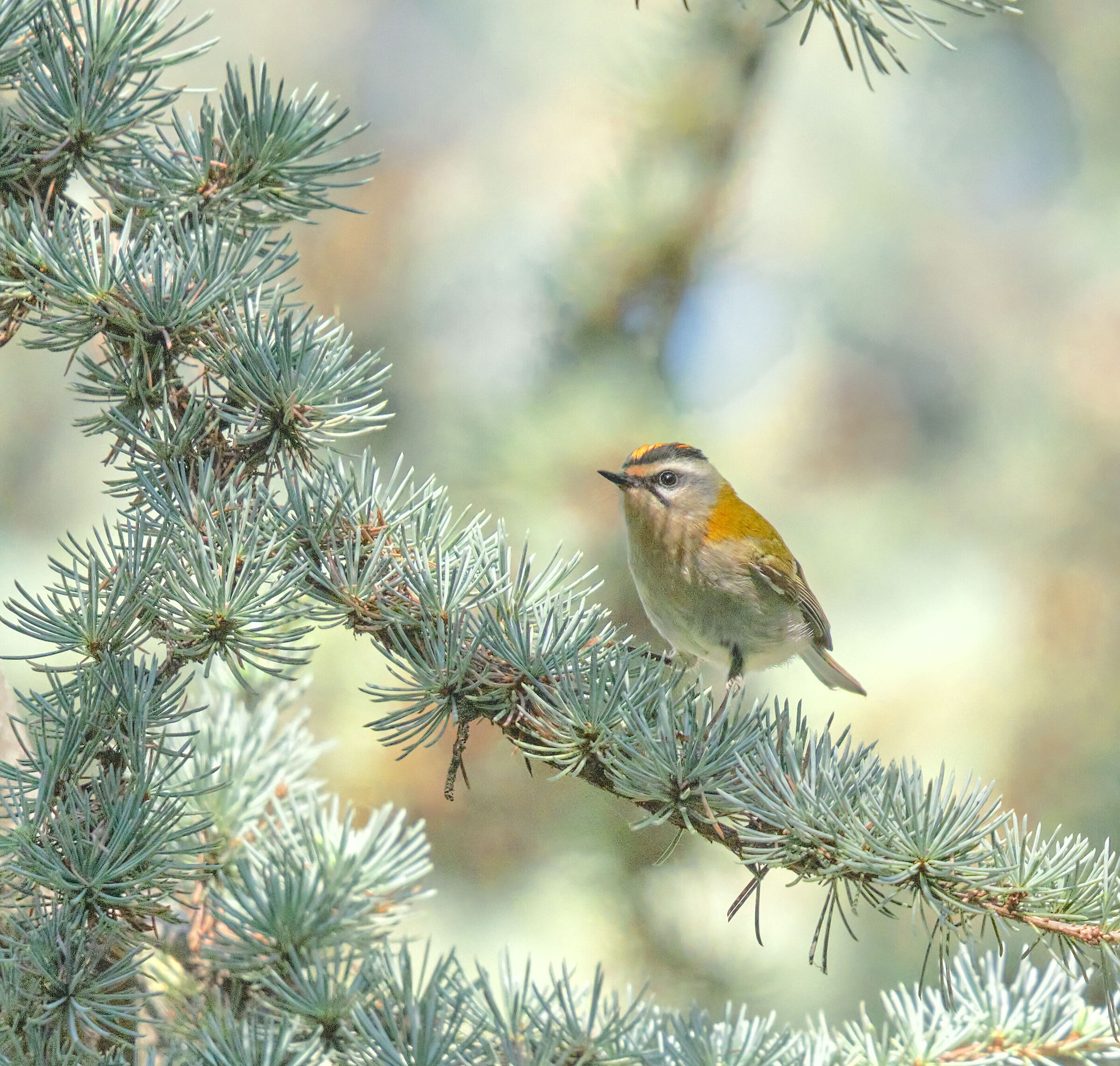 Firecrest