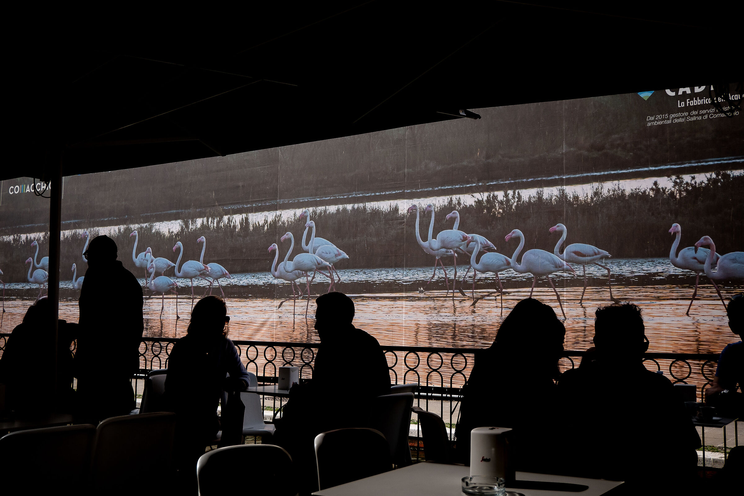 coffee flamingos
