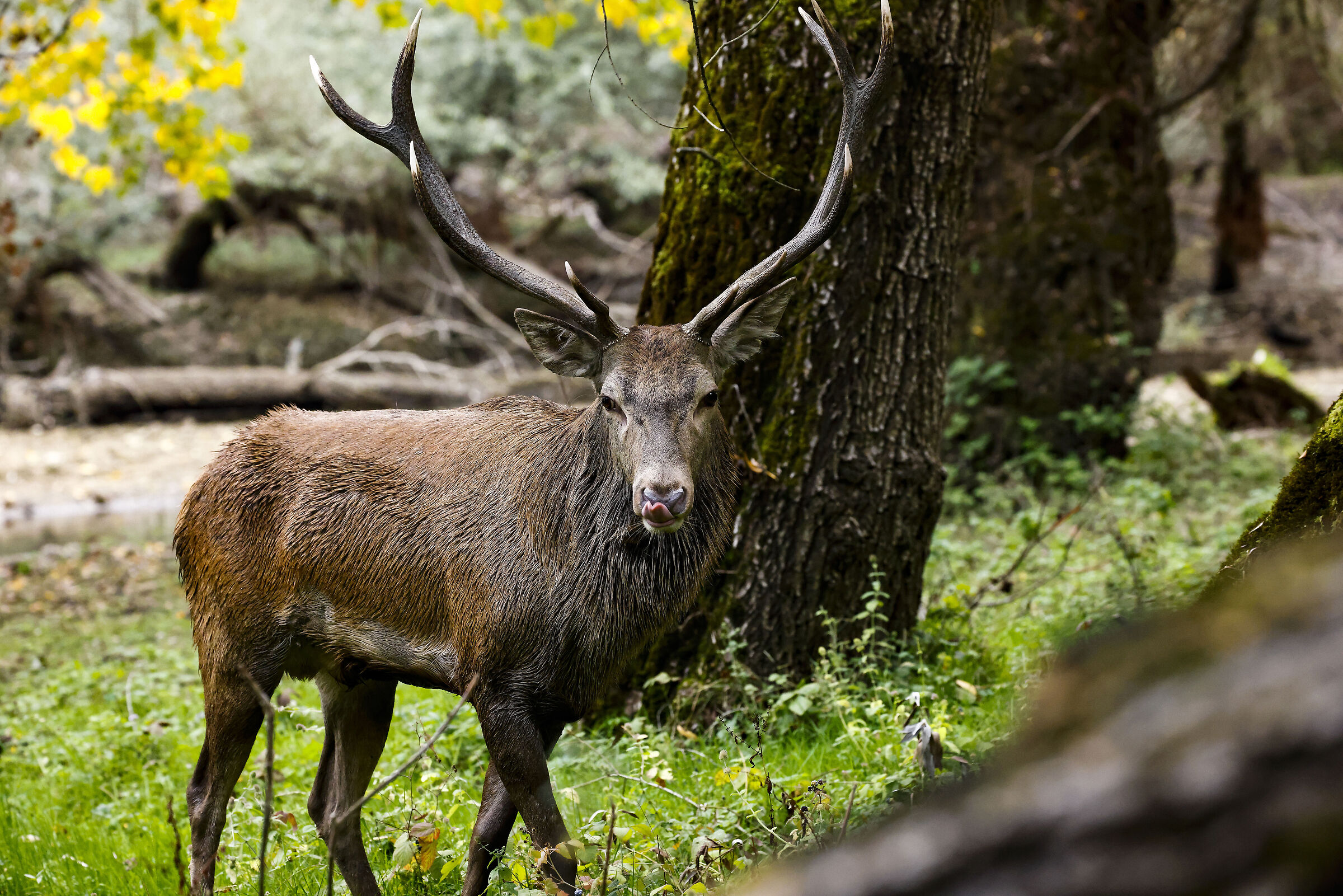 Passeggiata solitaria