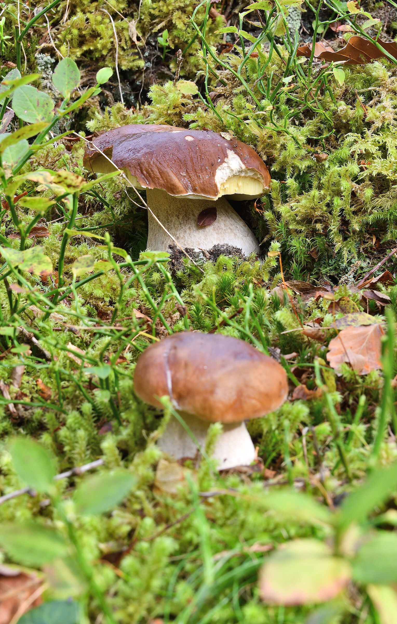 I due Porcini