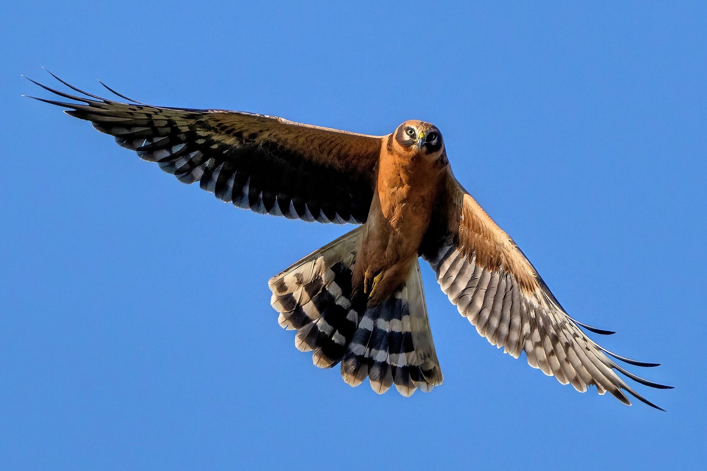 Pale harrier (Circus macrourus)