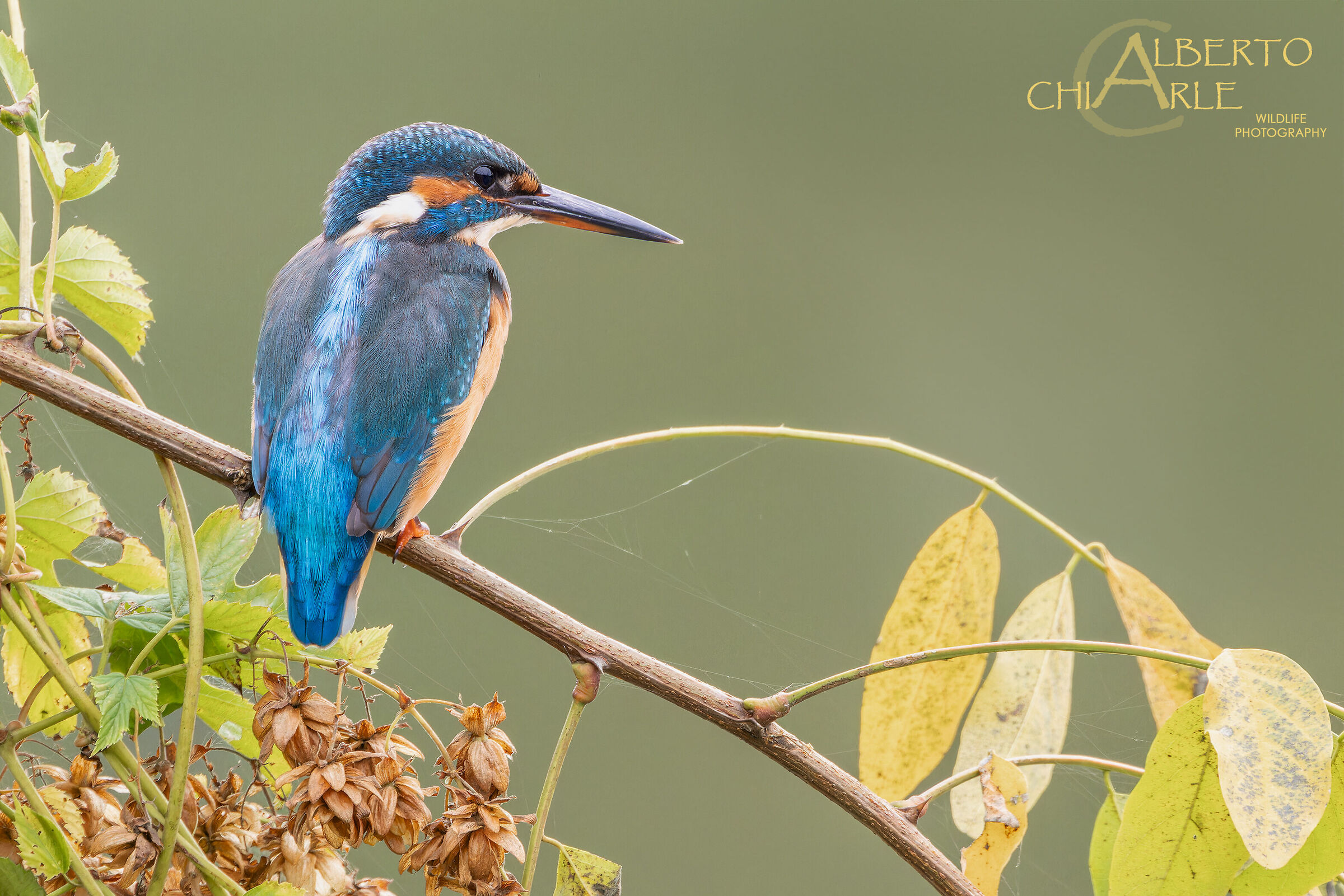Kingfisher (Alcedo atthis)