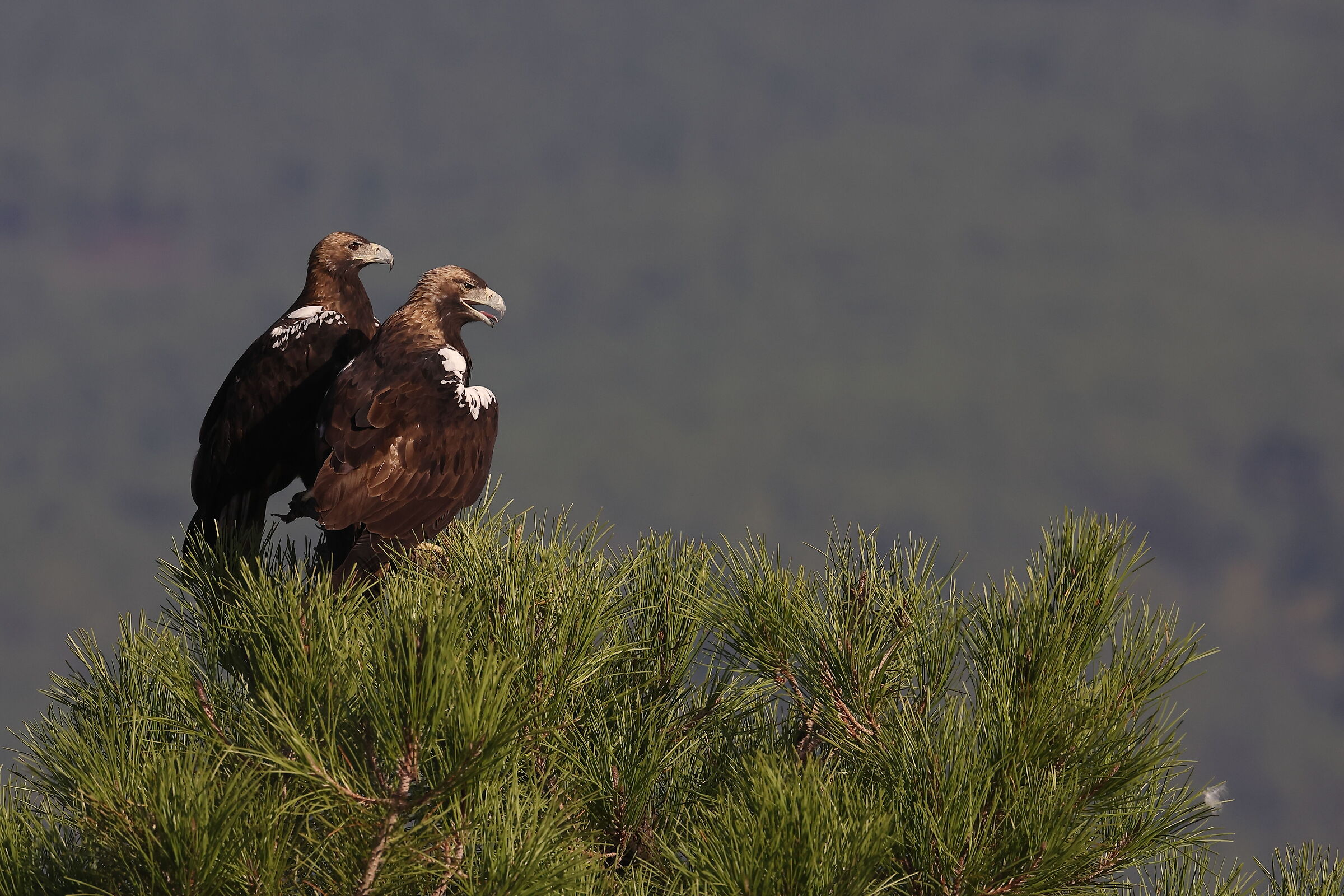 Pair of adult Imperial Eagles