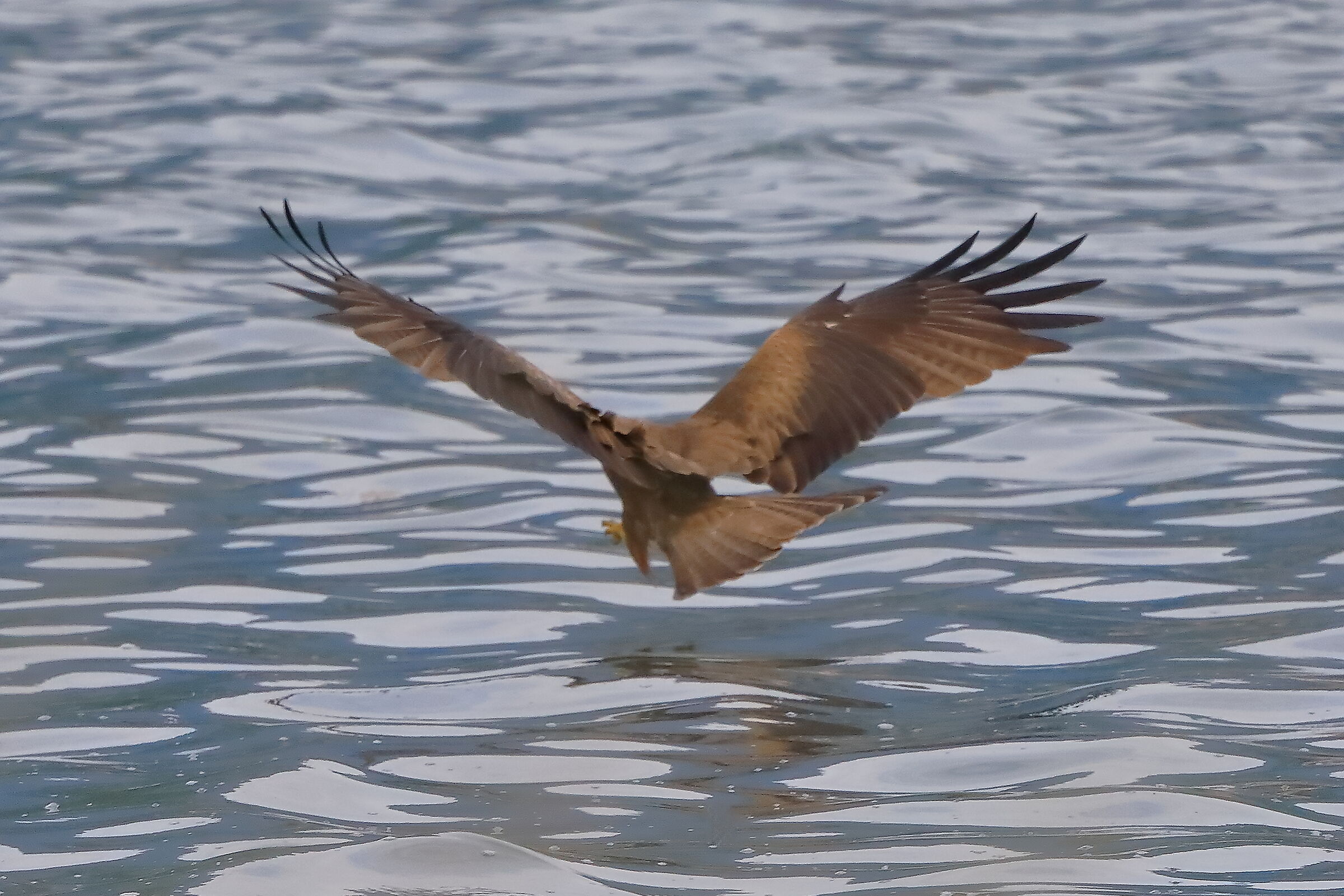 Nibbio bruno 31-05-2023