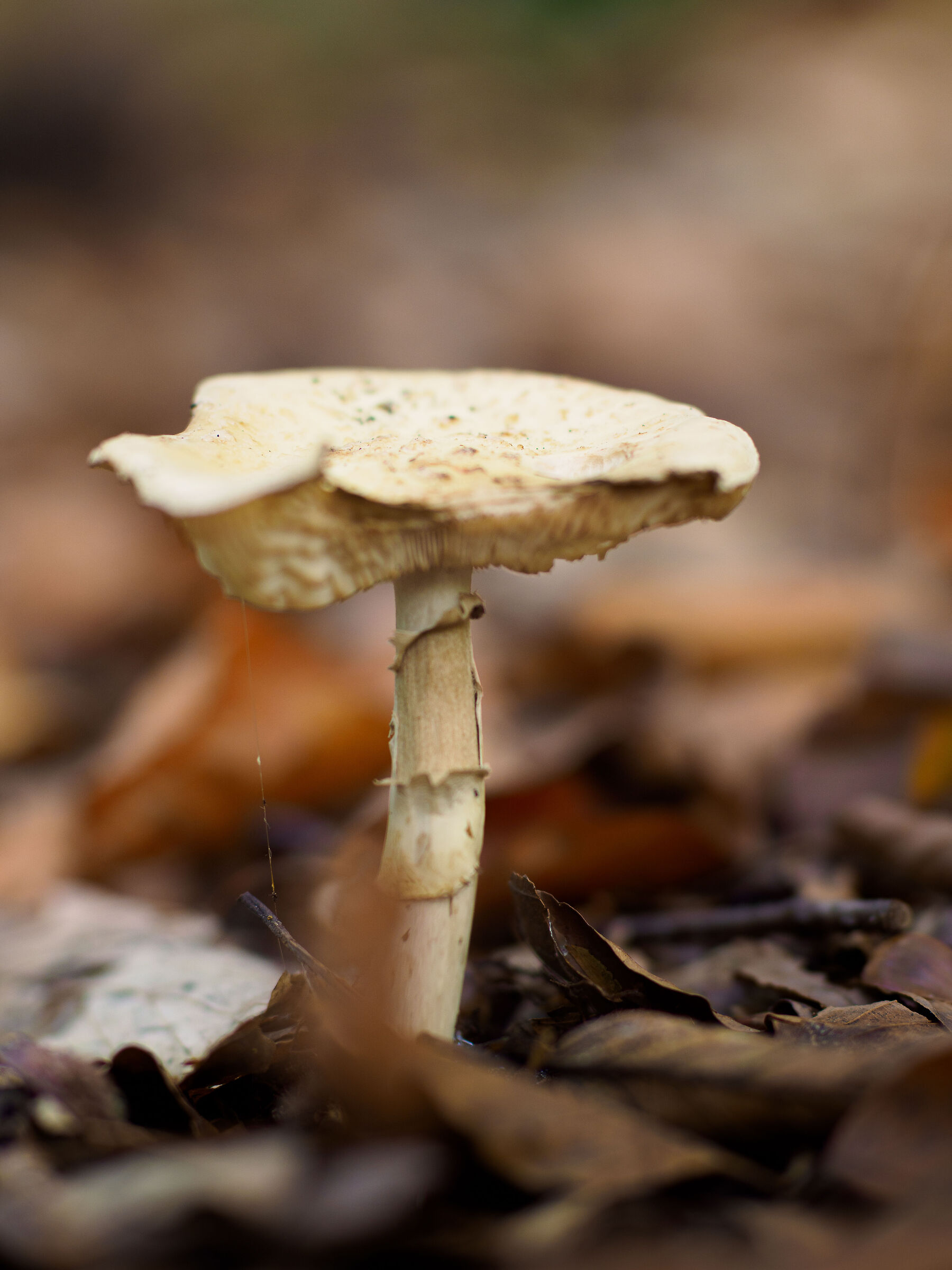 Stagione Funghi 2023